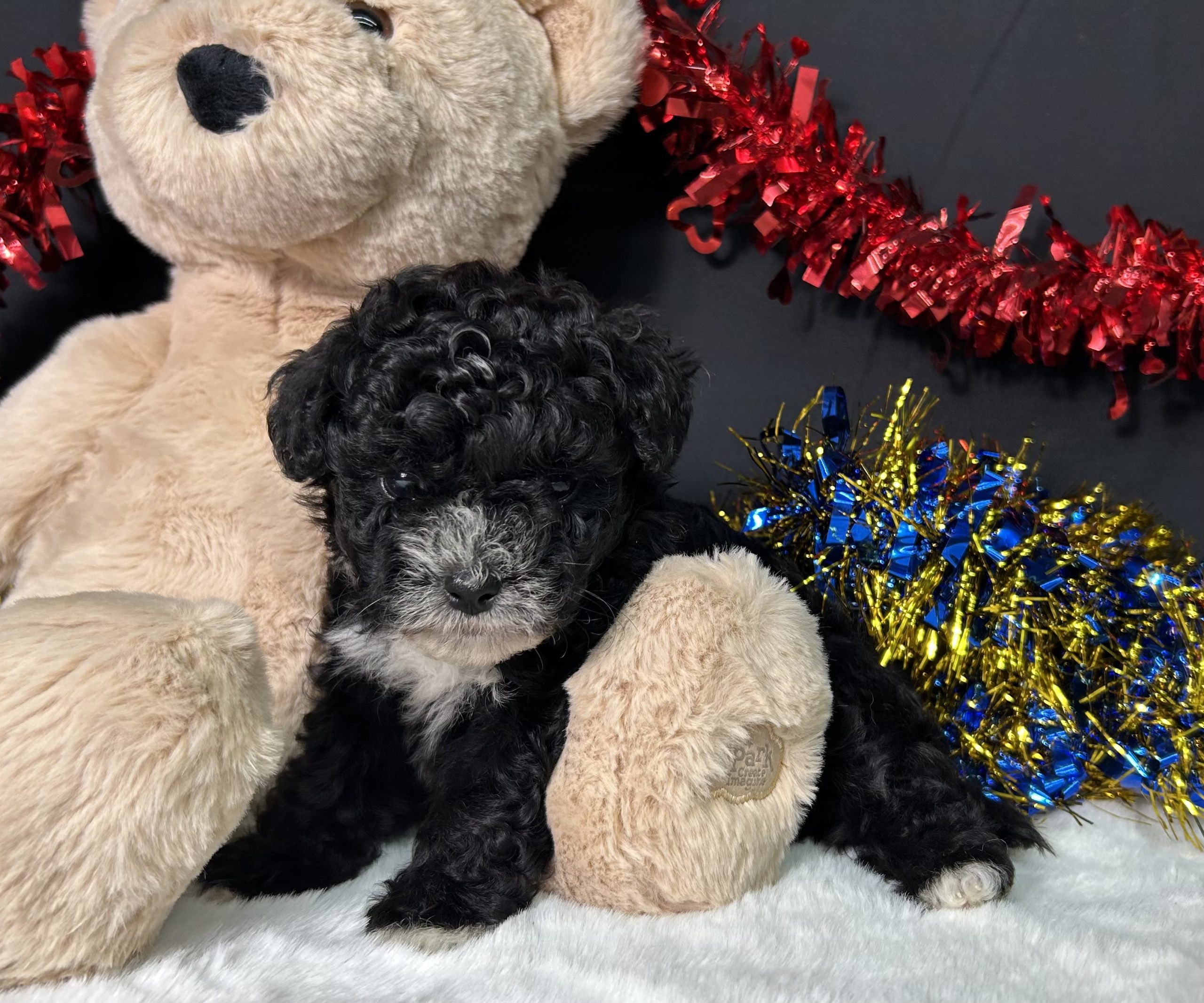 Kara The Maltipoo 6 Kara The Maltipoo - Image 6