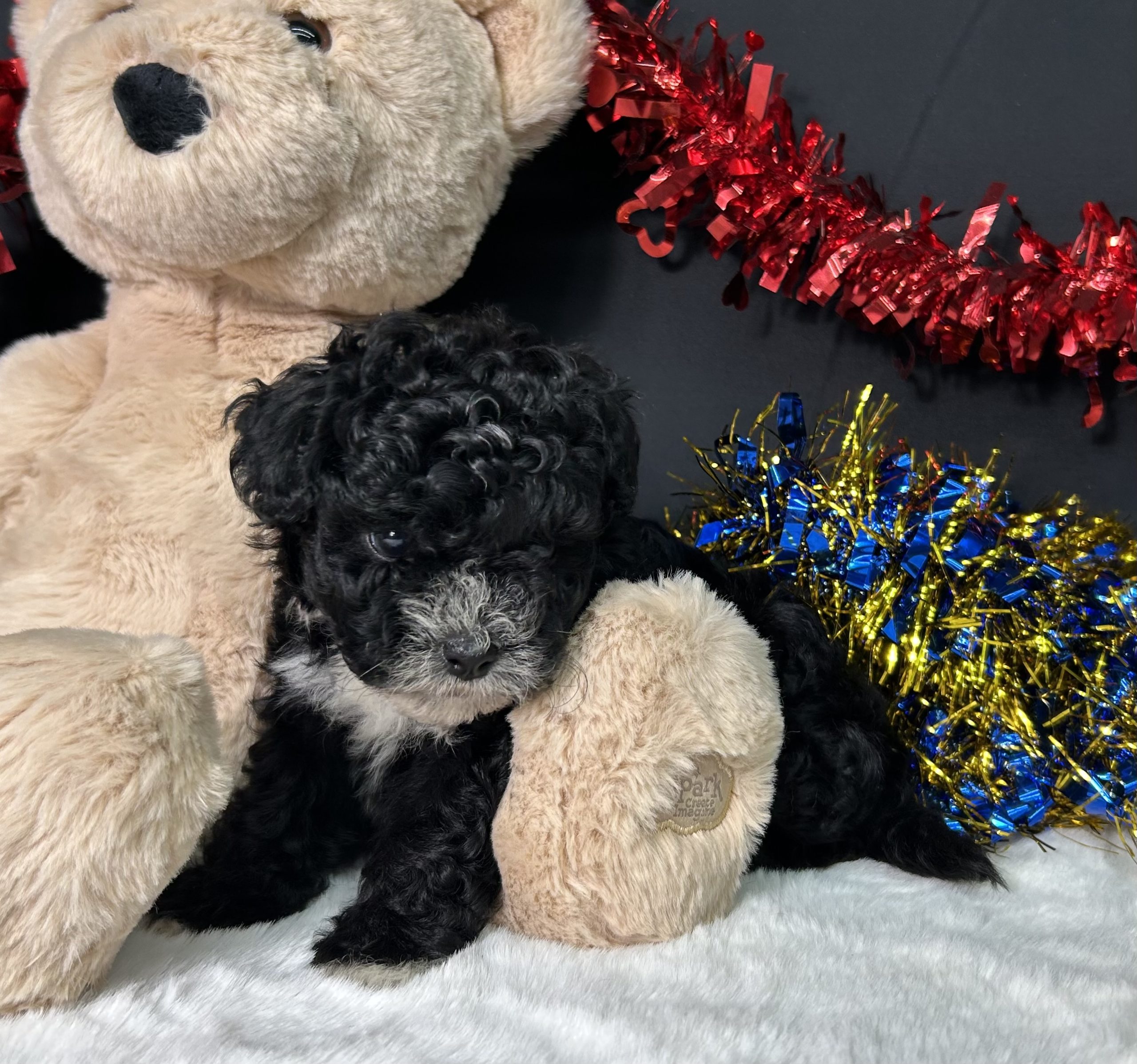 Kara The Maltipoo 8 Kara The Maltipoo - Image 8