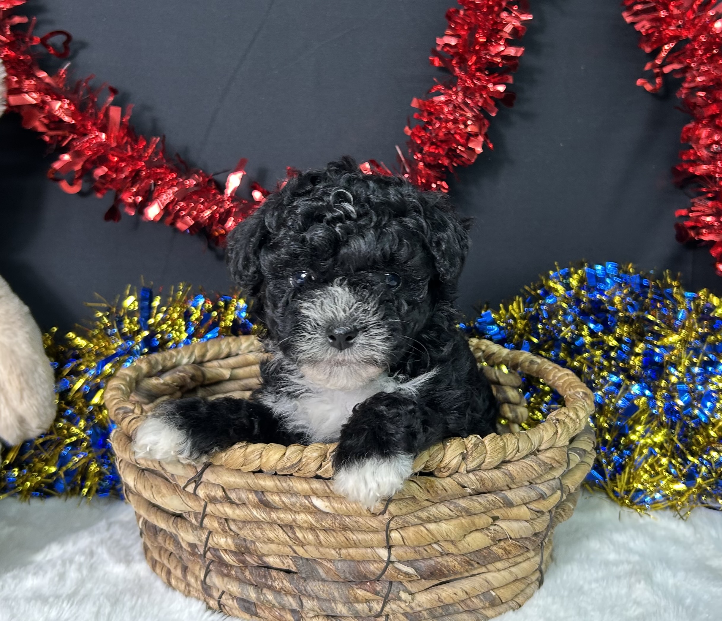 Kara The Maltipoo 9 Kara The Maltipoo - Image 9