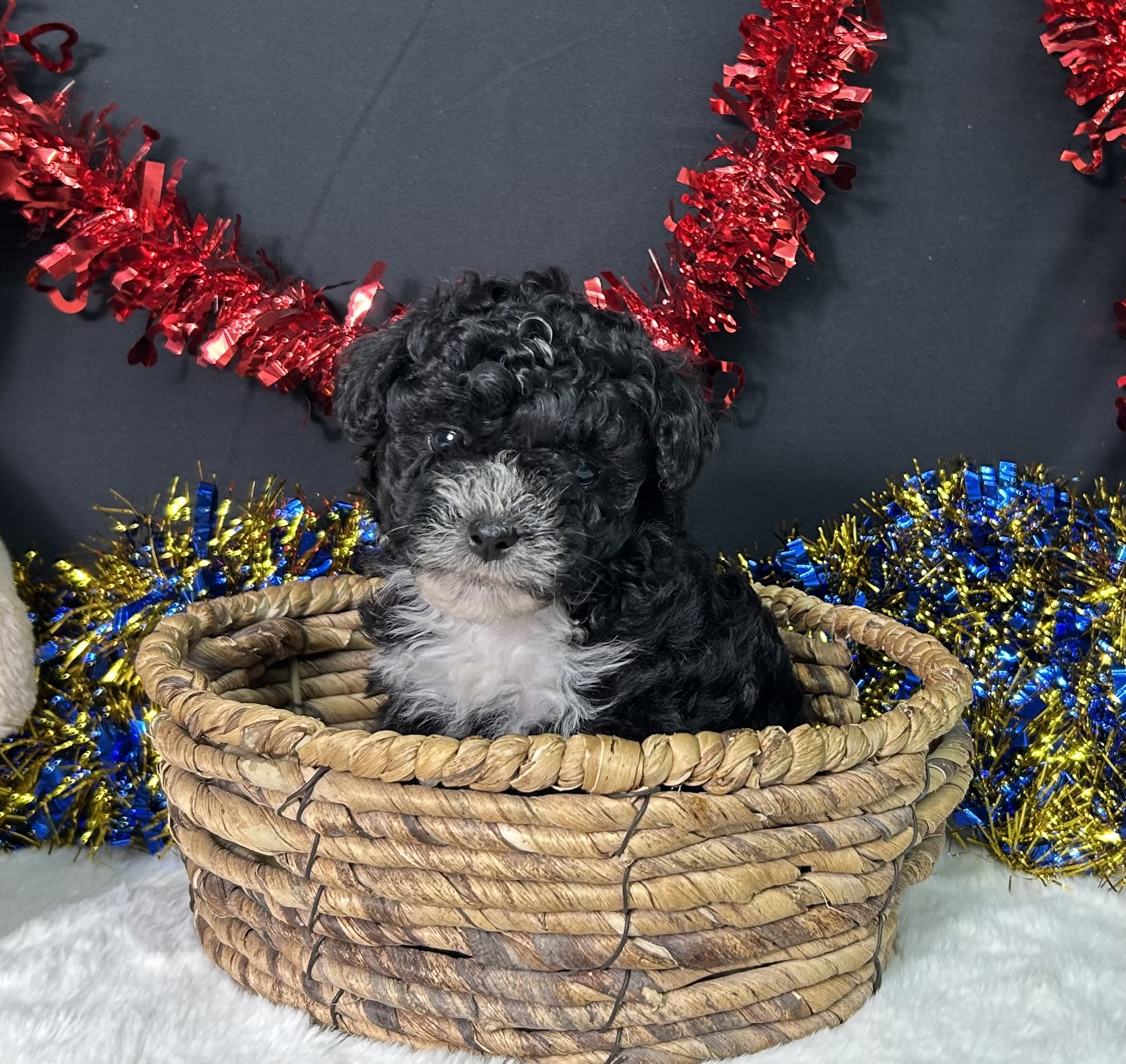 Kara The Maltipoo 10 Kara The Maltipoo - Image 10