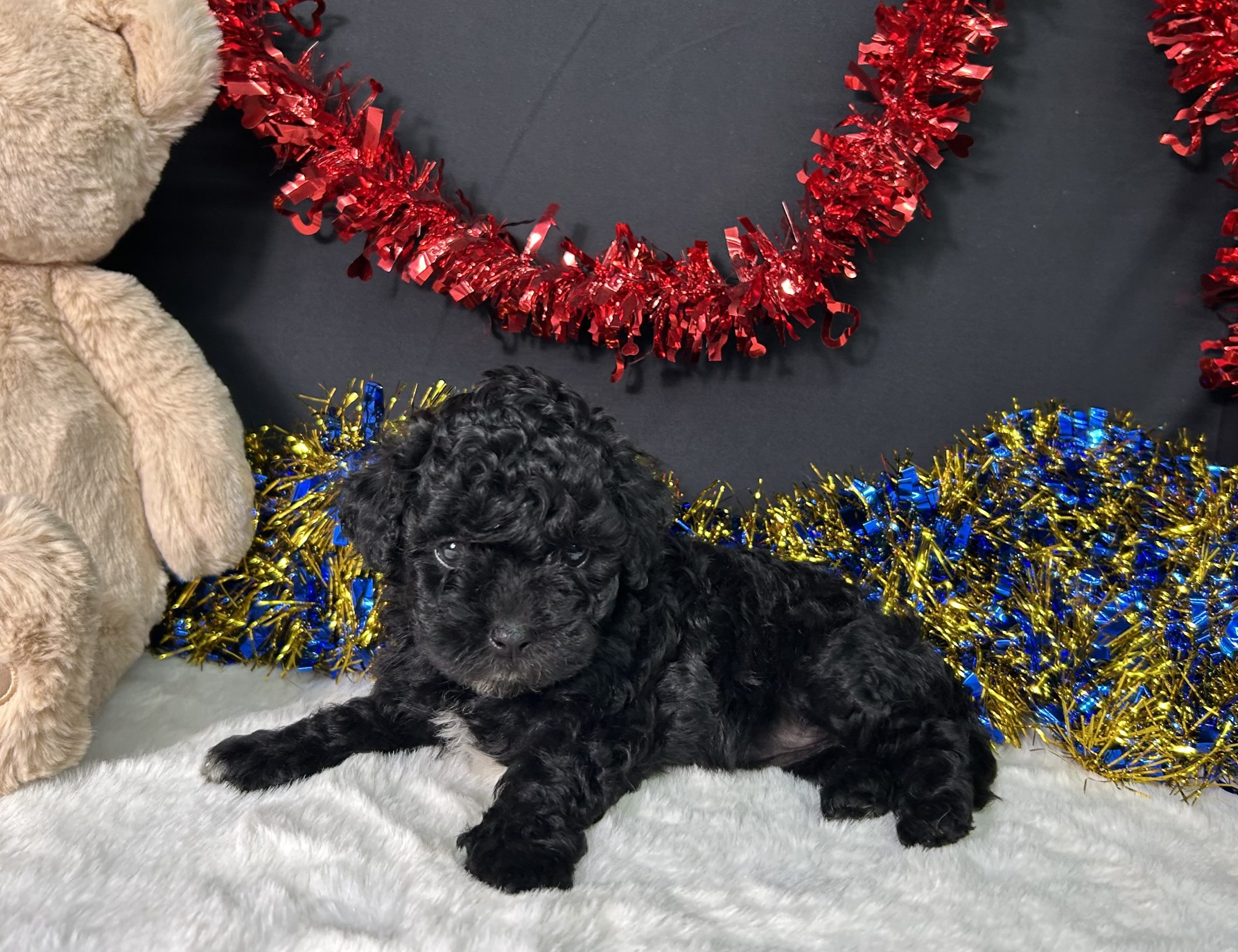 Diva The Maltipoo 2 Diva The Maltipoo - Image 2