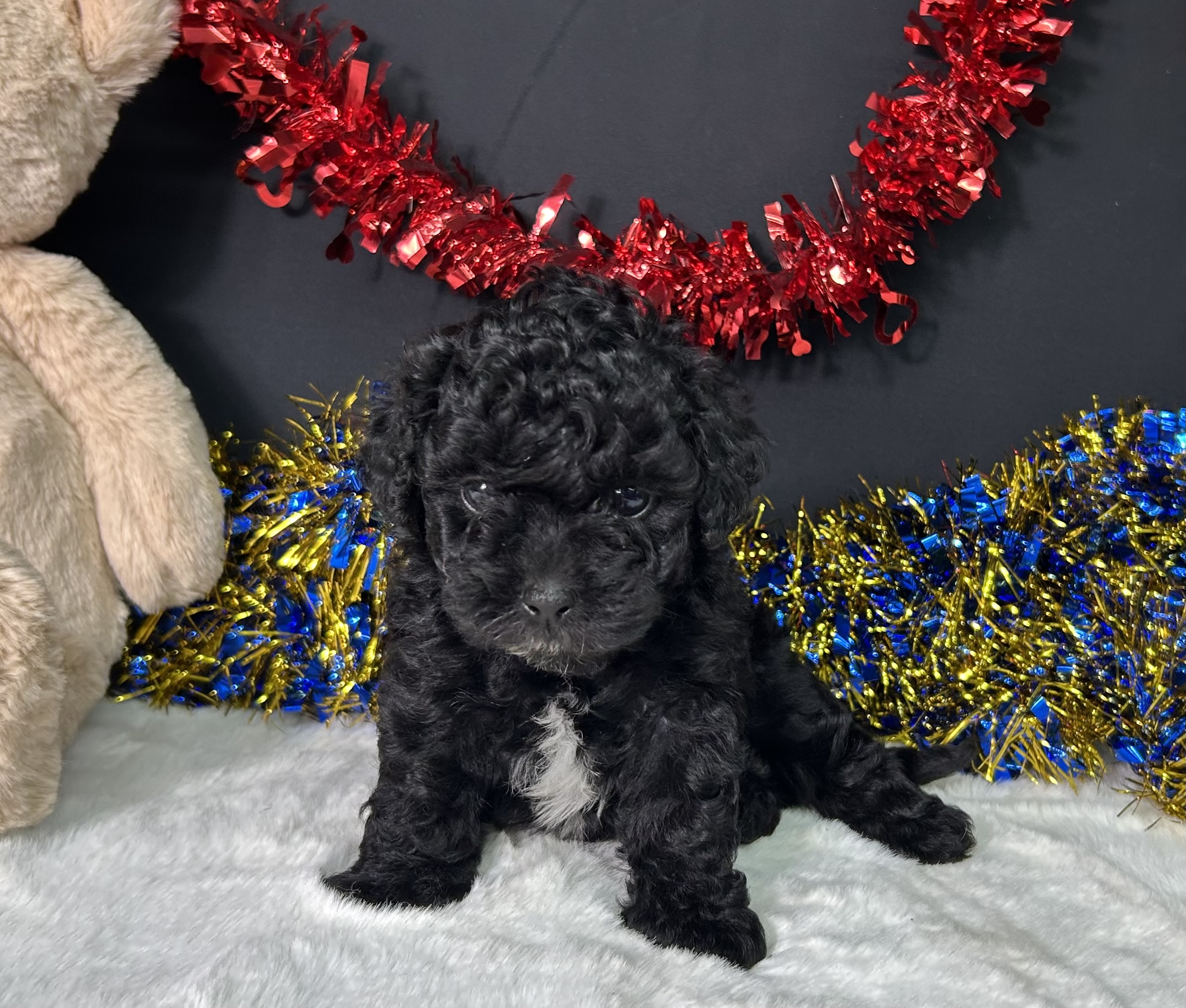 Diva The Maltipoo 5 Diva The Maltipoo - Image 5