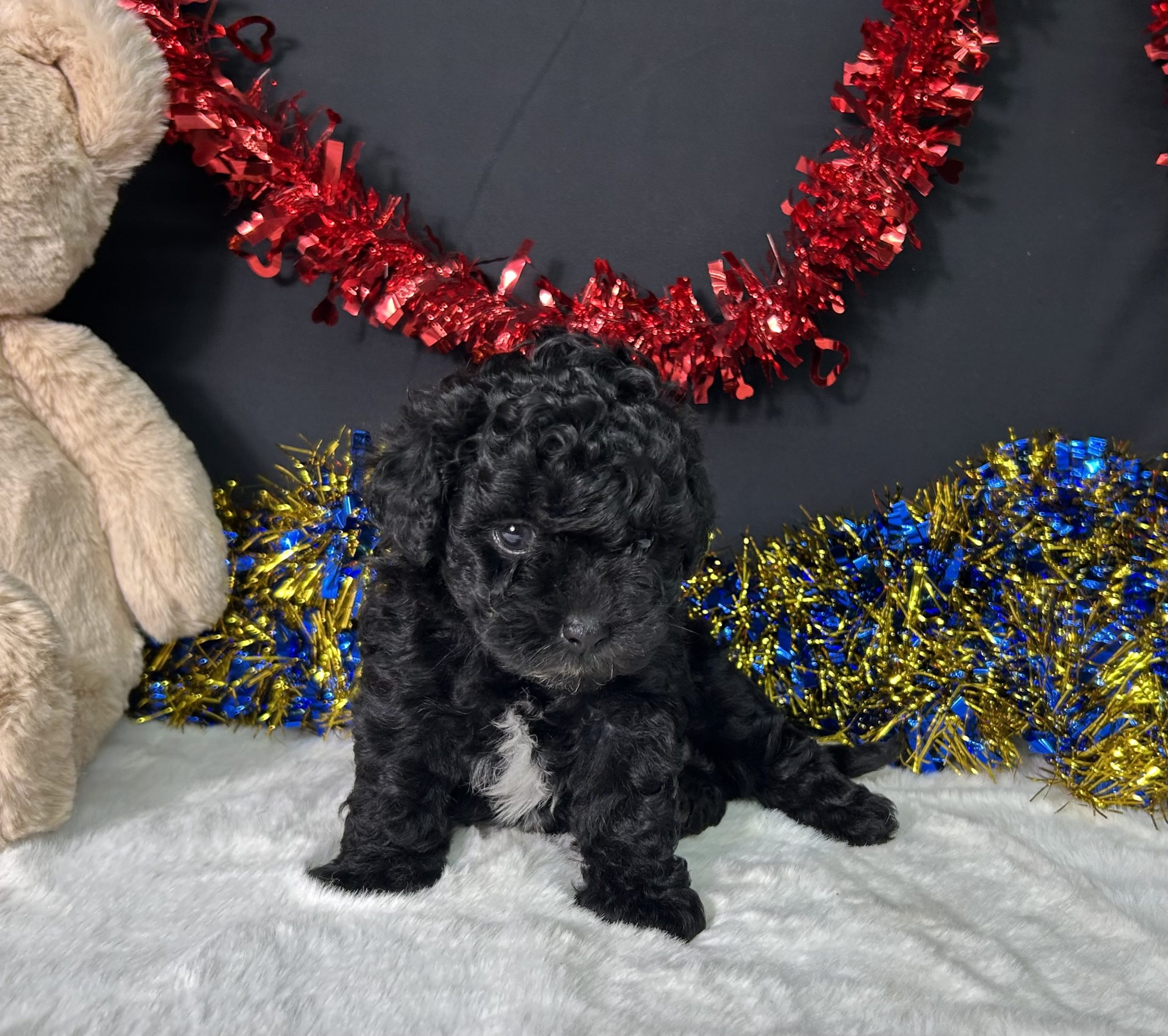 Diva The Maltipoo 4 Diva The Maltipoo - Image 4