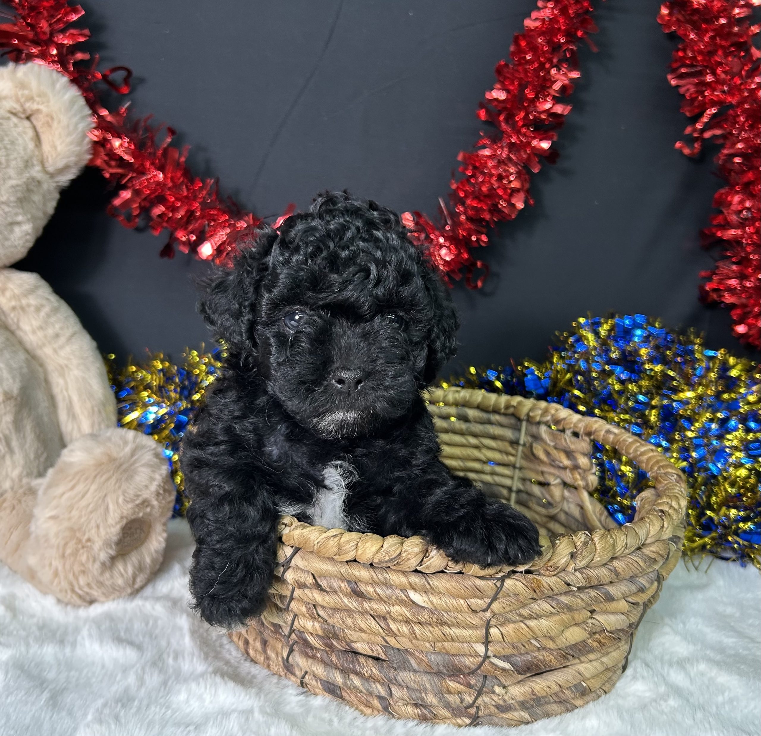Diva The Maltipoo 7 Diva The Maltipoo - Image 7