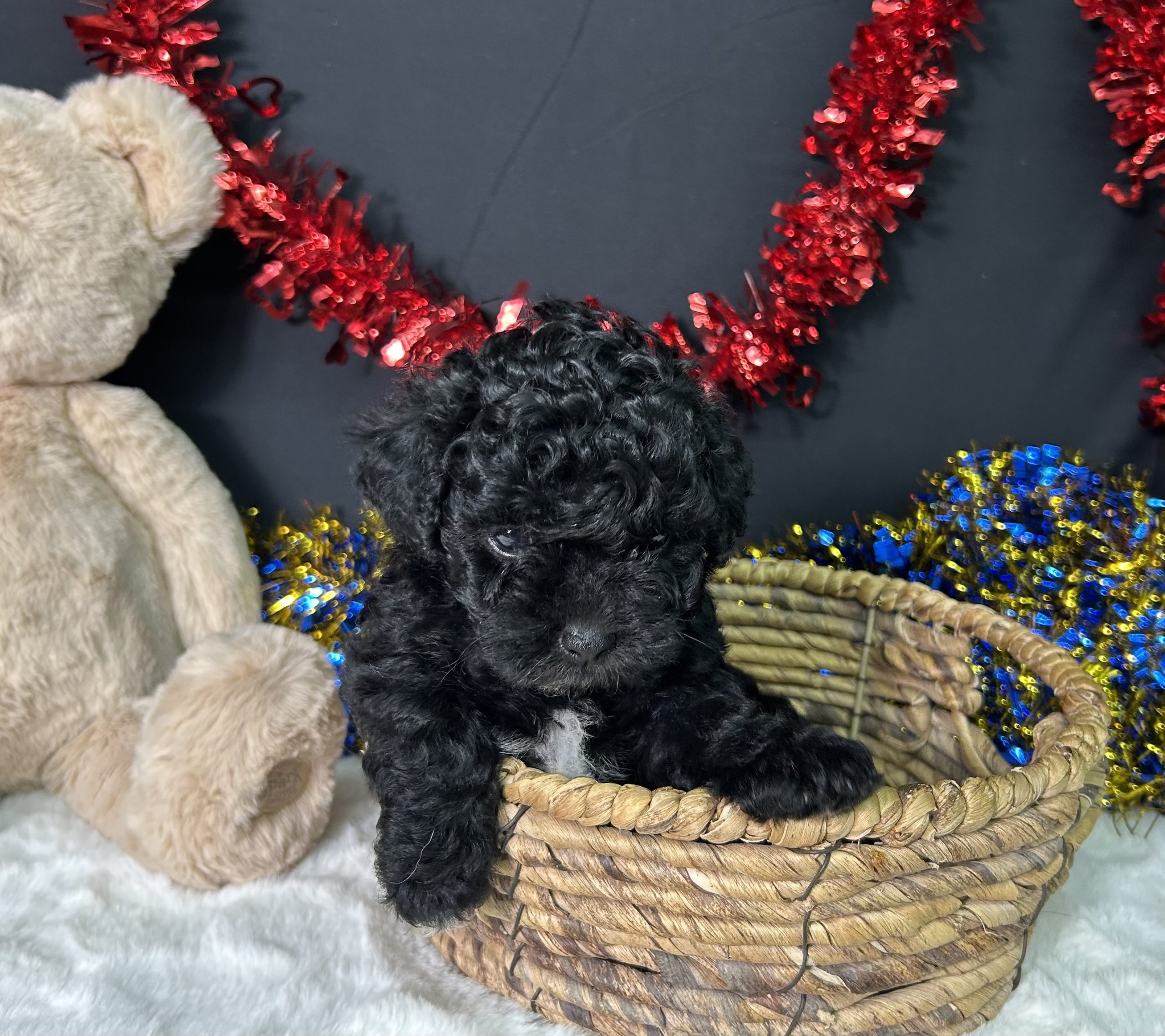 Diva The Maltipoo 8 Diva The Maltipoo - Image 8