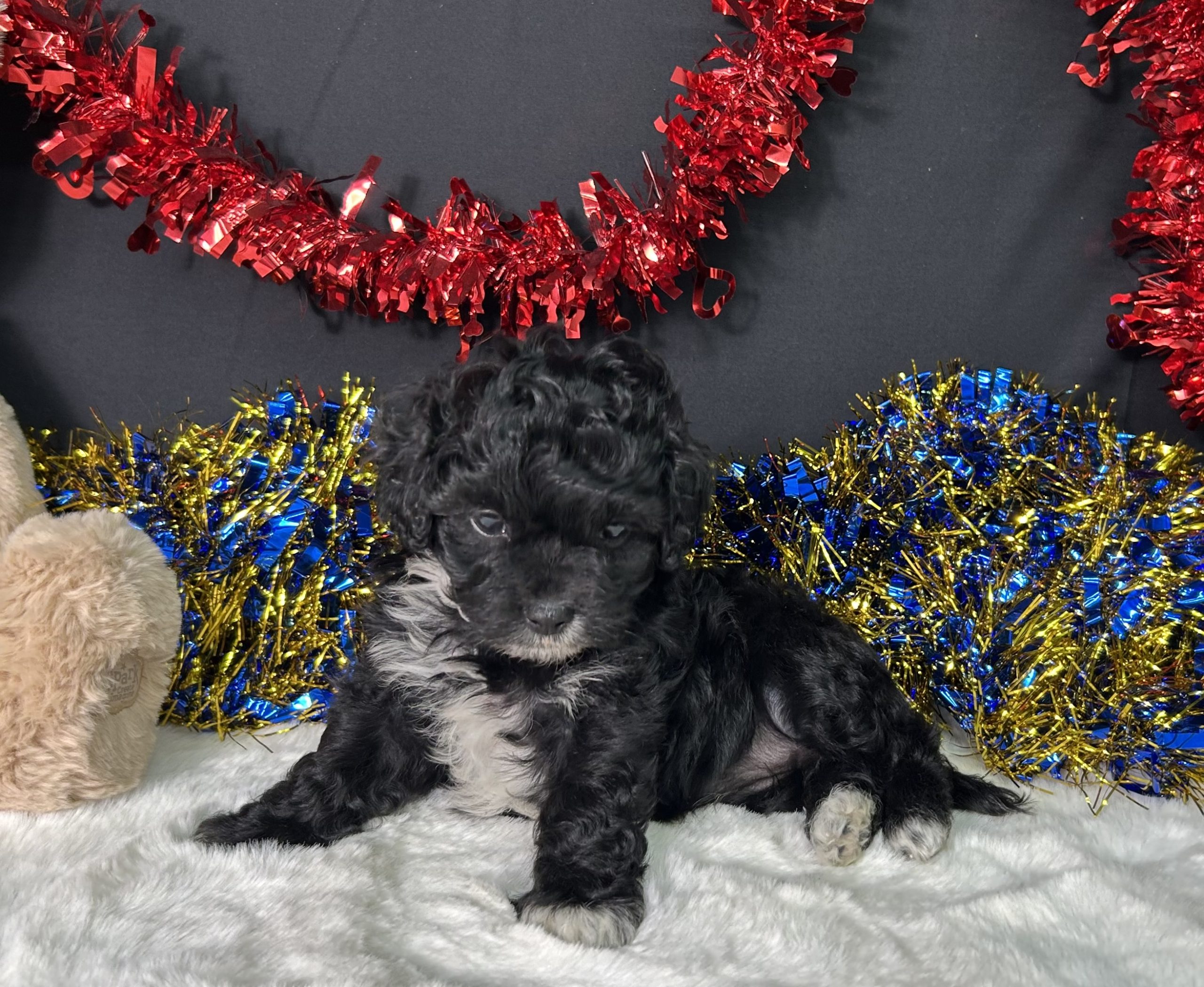Millie The Maltipoo 1 Millie The Maltipoo
