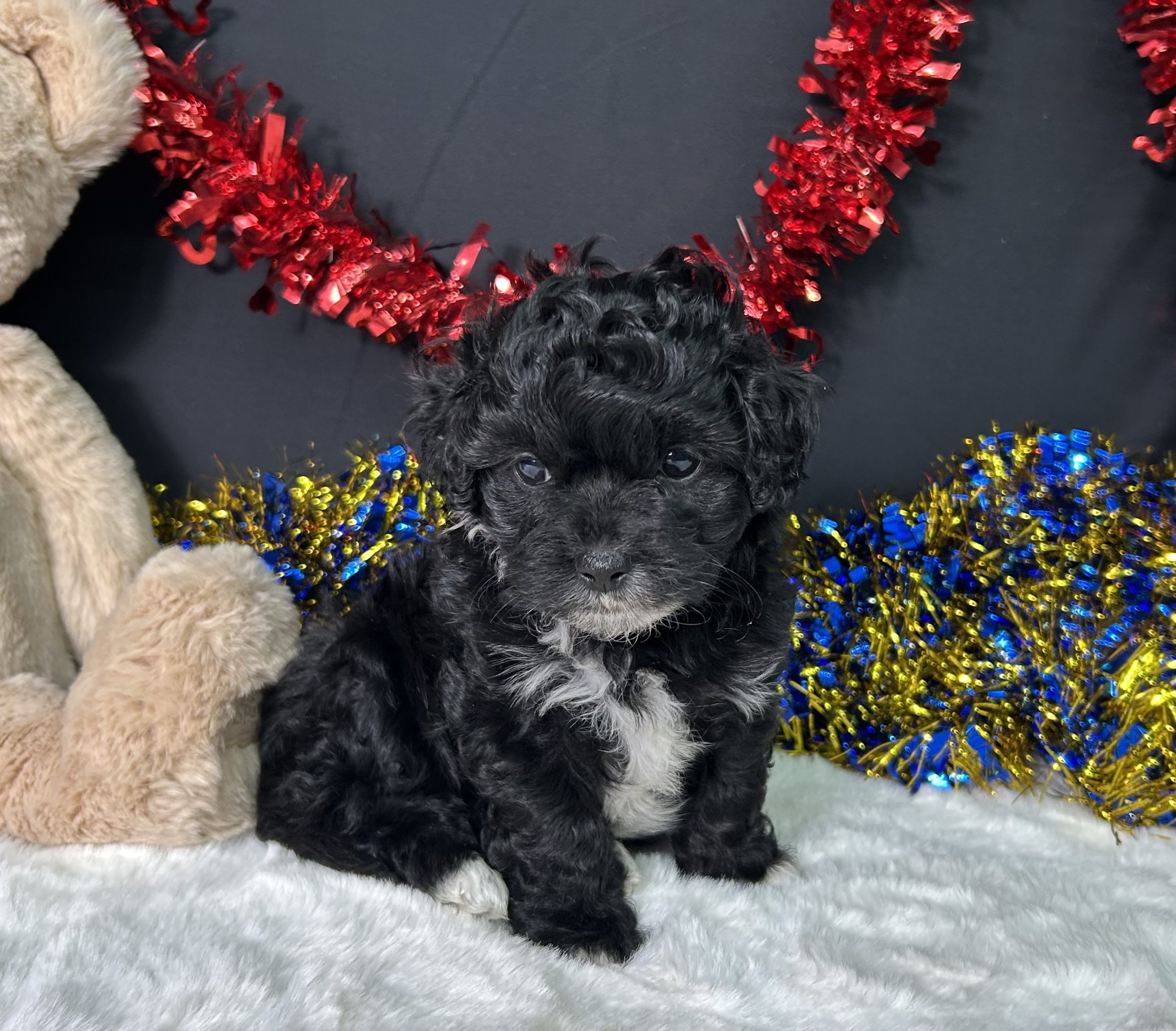 Millie The Maltipoo 3 Millie The Maltipoo - Image 3