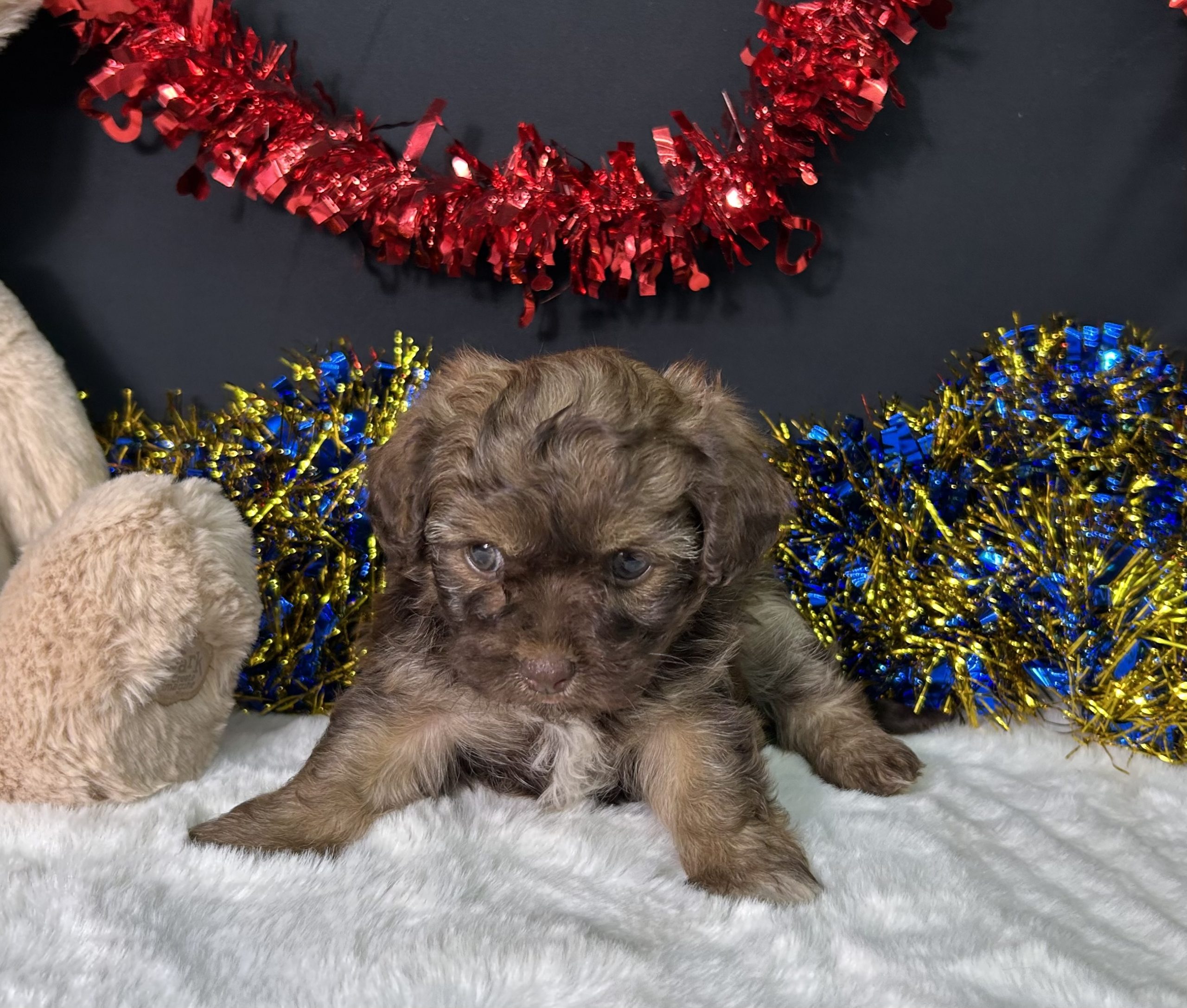 Lilly The Maltipoo 3 Lilly The Maltipoo - Image 3