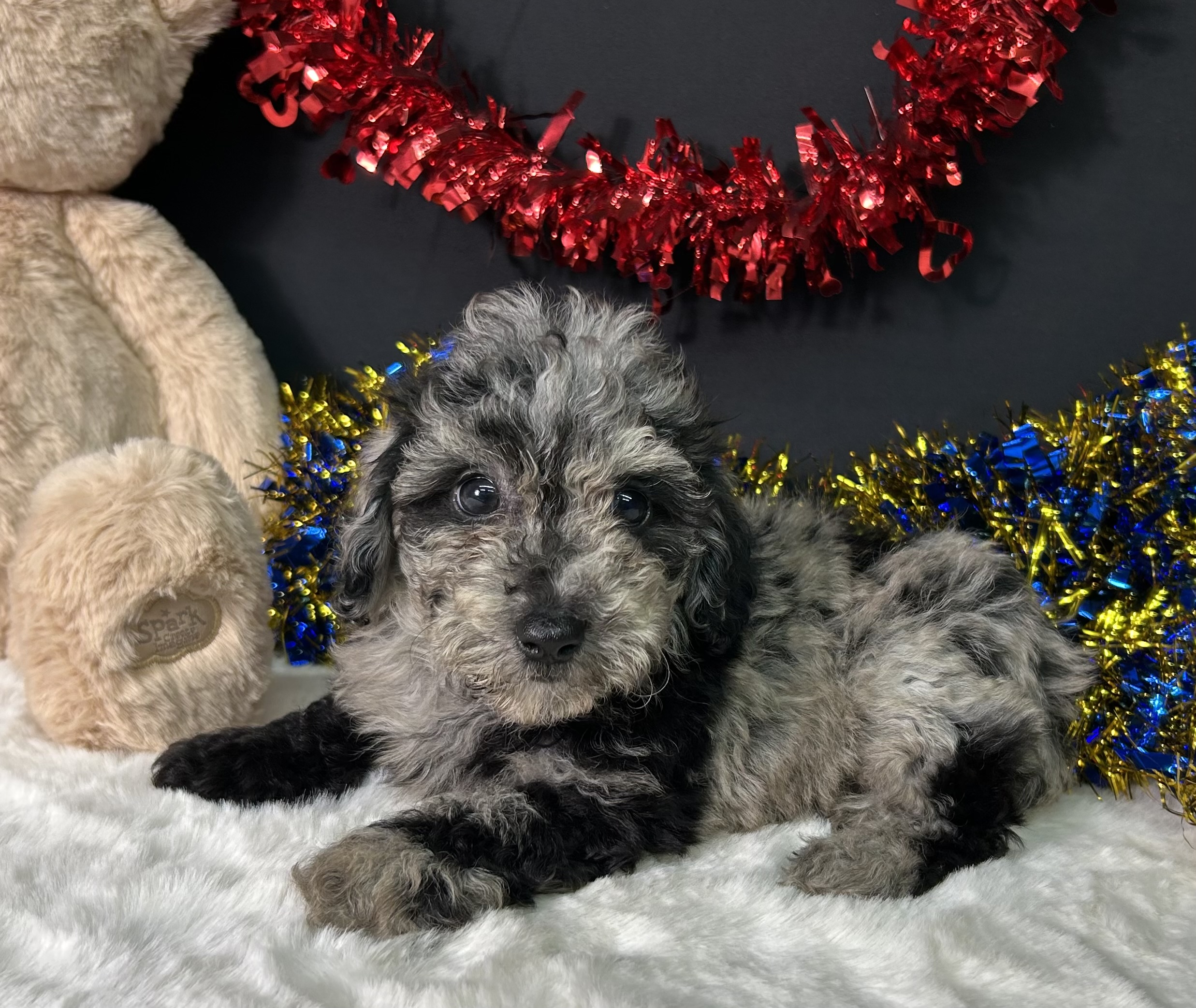 Ricky The Mini Poodle 2 Ricky The Mini Poodle - Image 2