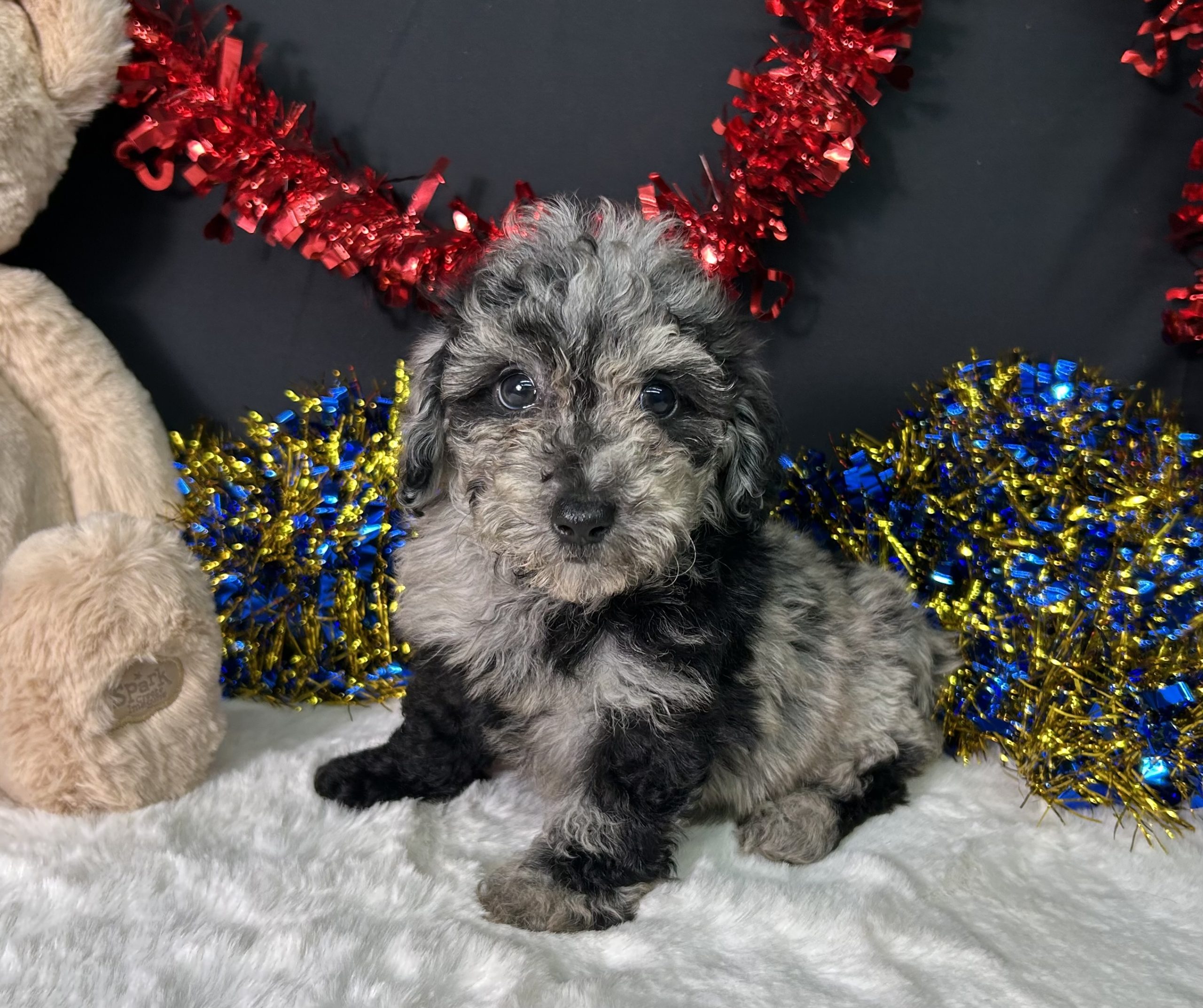 Ricky The Mini Poodle 1 Ricky The Mini Poodle