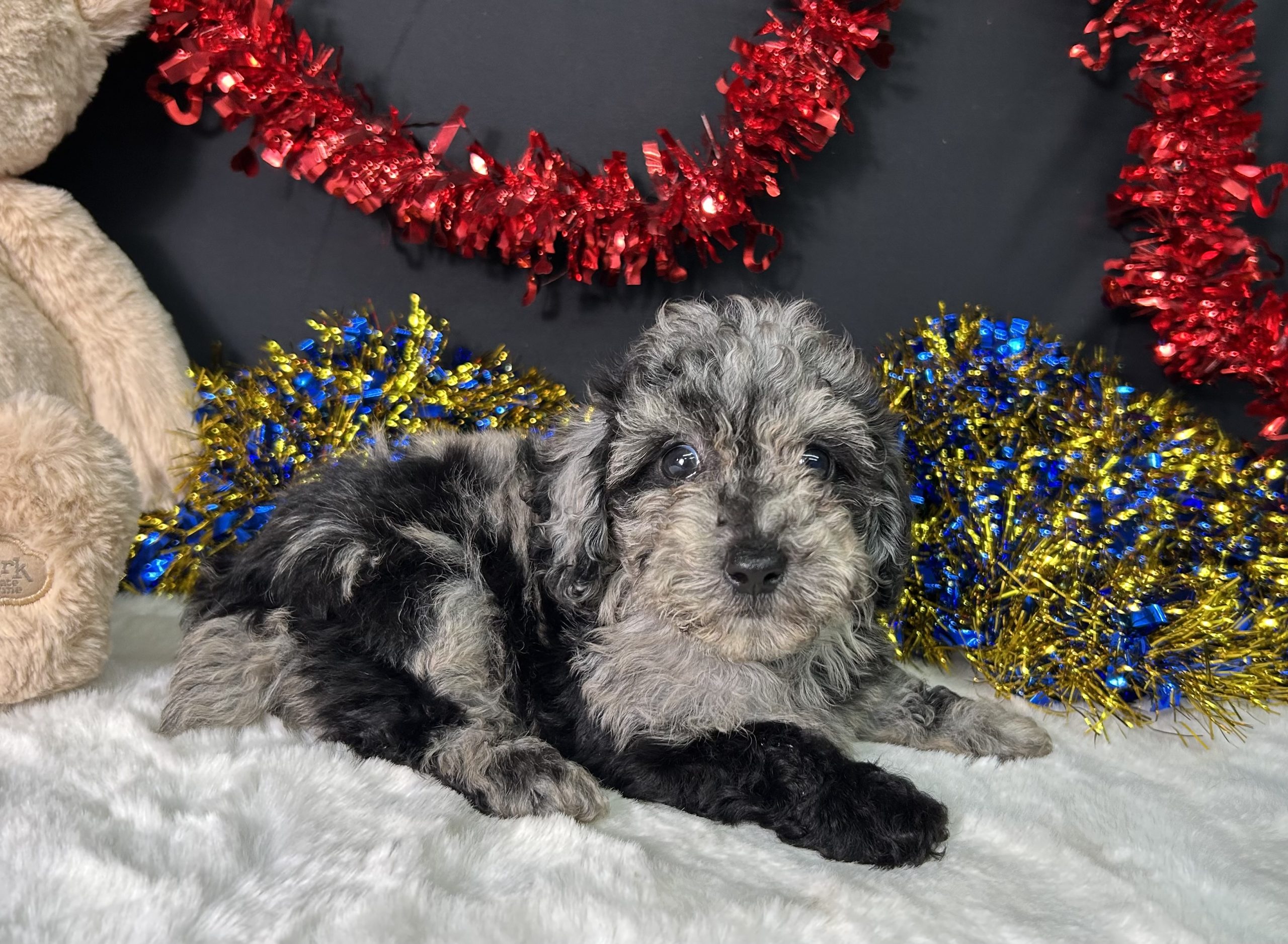 Ricky The Mini Poodle 3 Ricky The Mini Poodle - Image 3