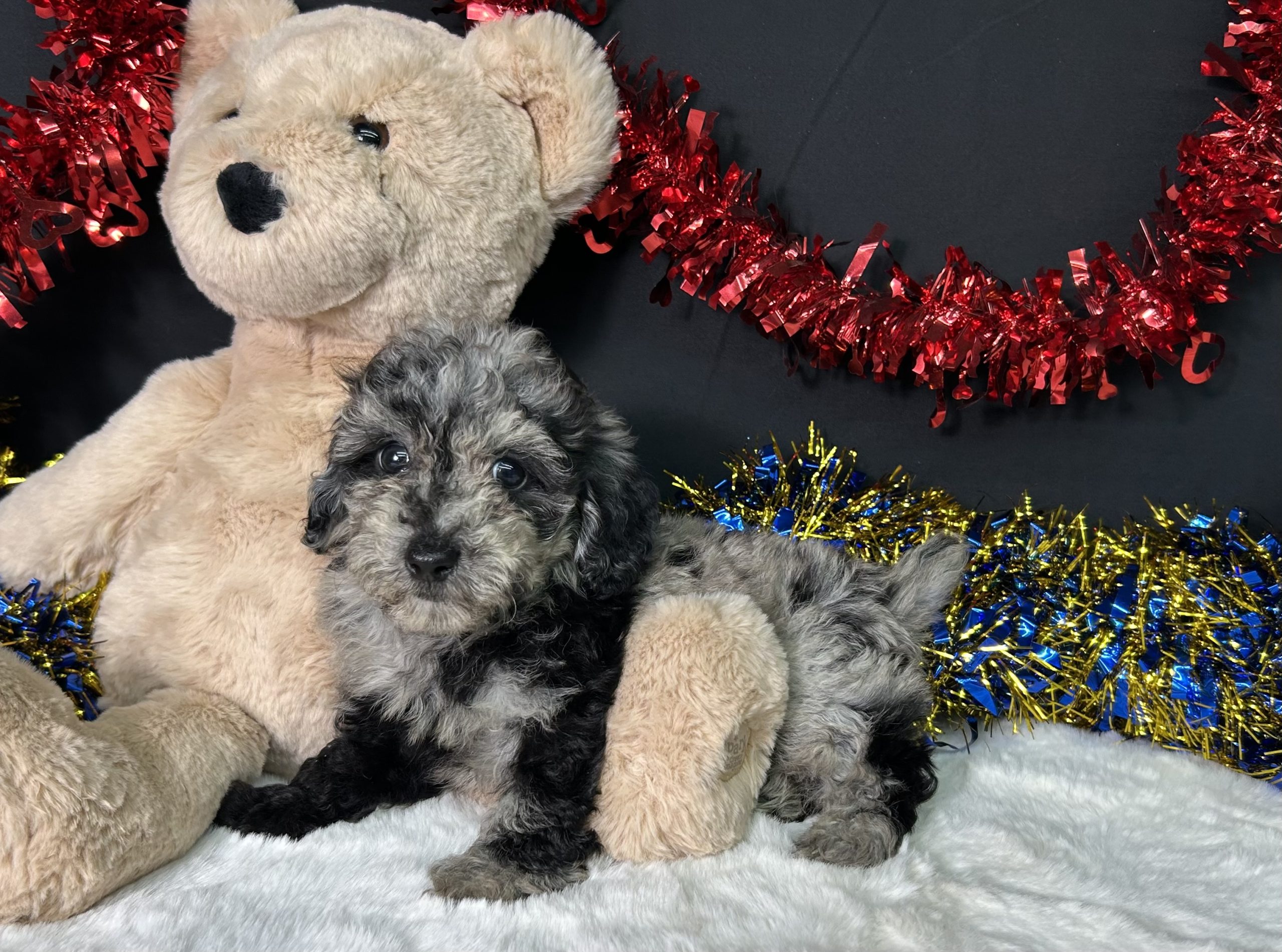 Ricky The Mini Poodle 4 Ricky The Mini Poodle - Image 4