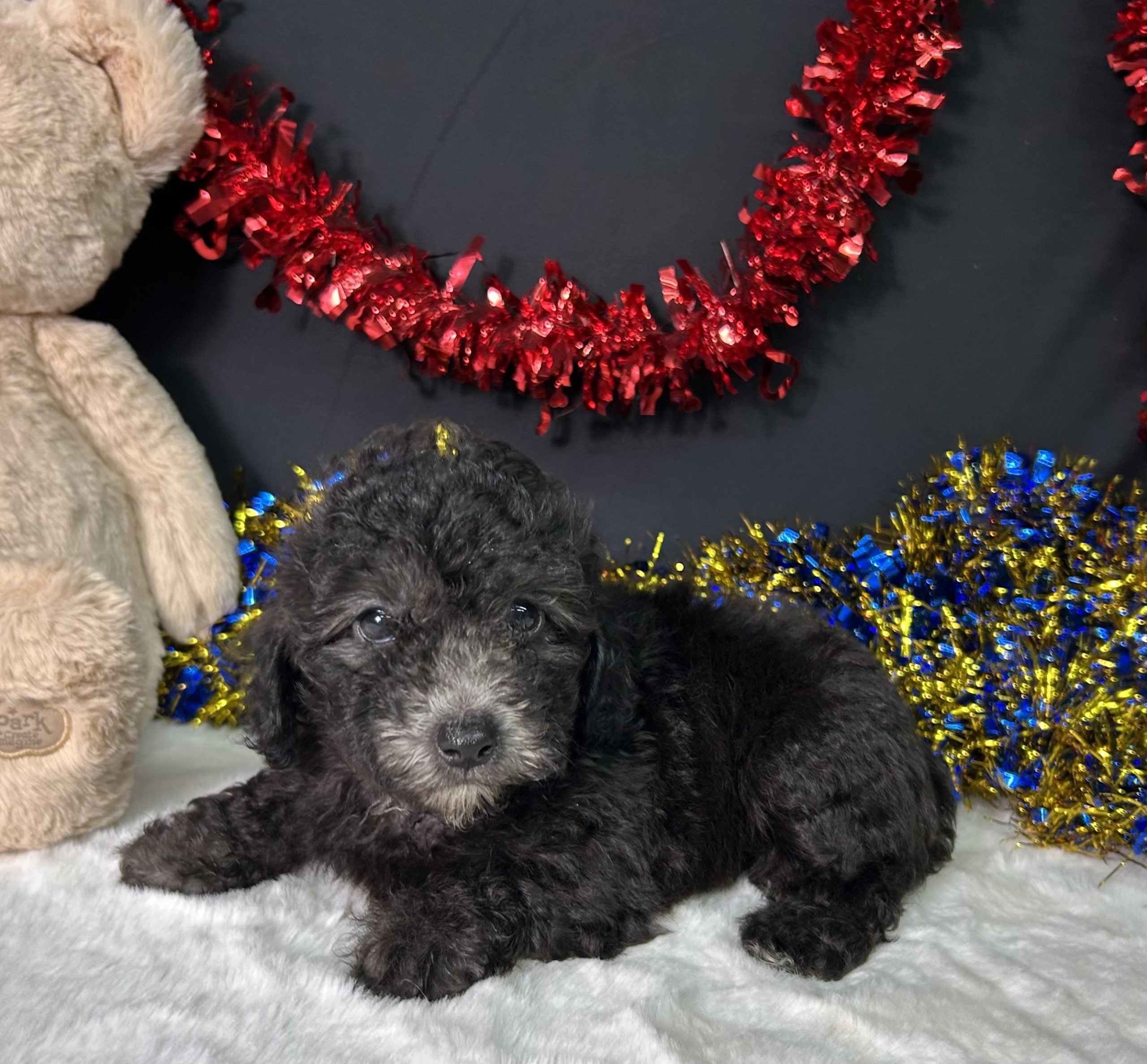 Evan The Mini Poodle 2 Evan The Mini Poodle - Image 2