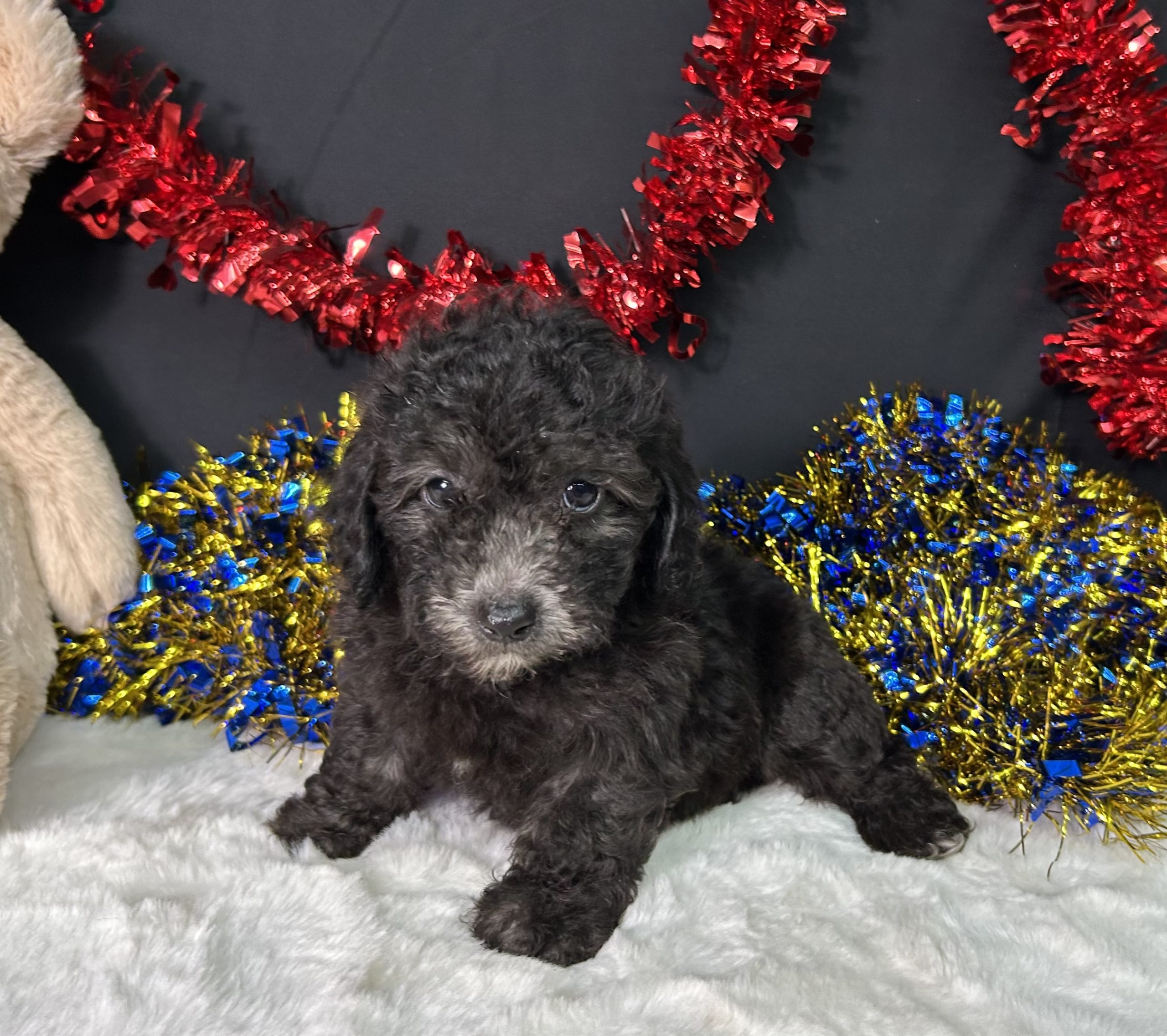 Evan The Mini Poodle 1 Evan The Mini Poodle