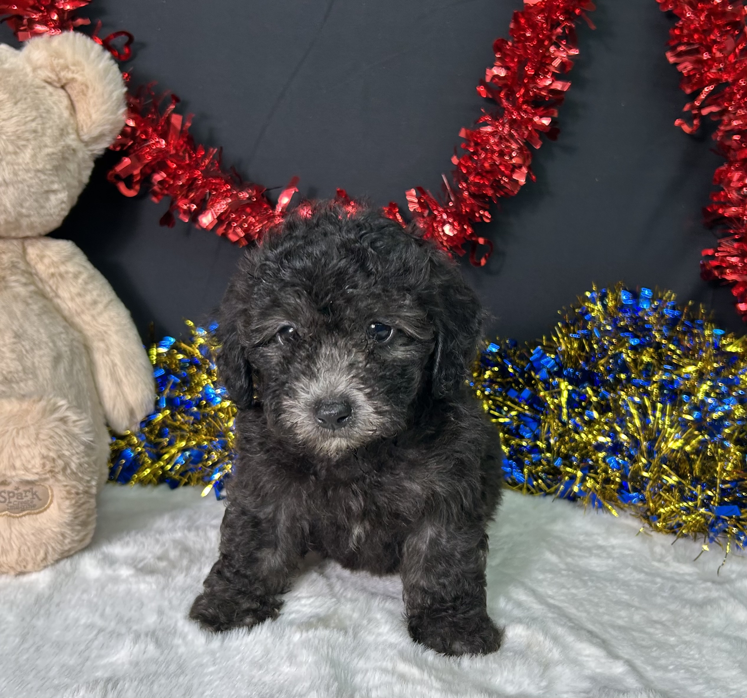 Evan The Mini Poodle 5 Evan The Mini Poodle - Image 5