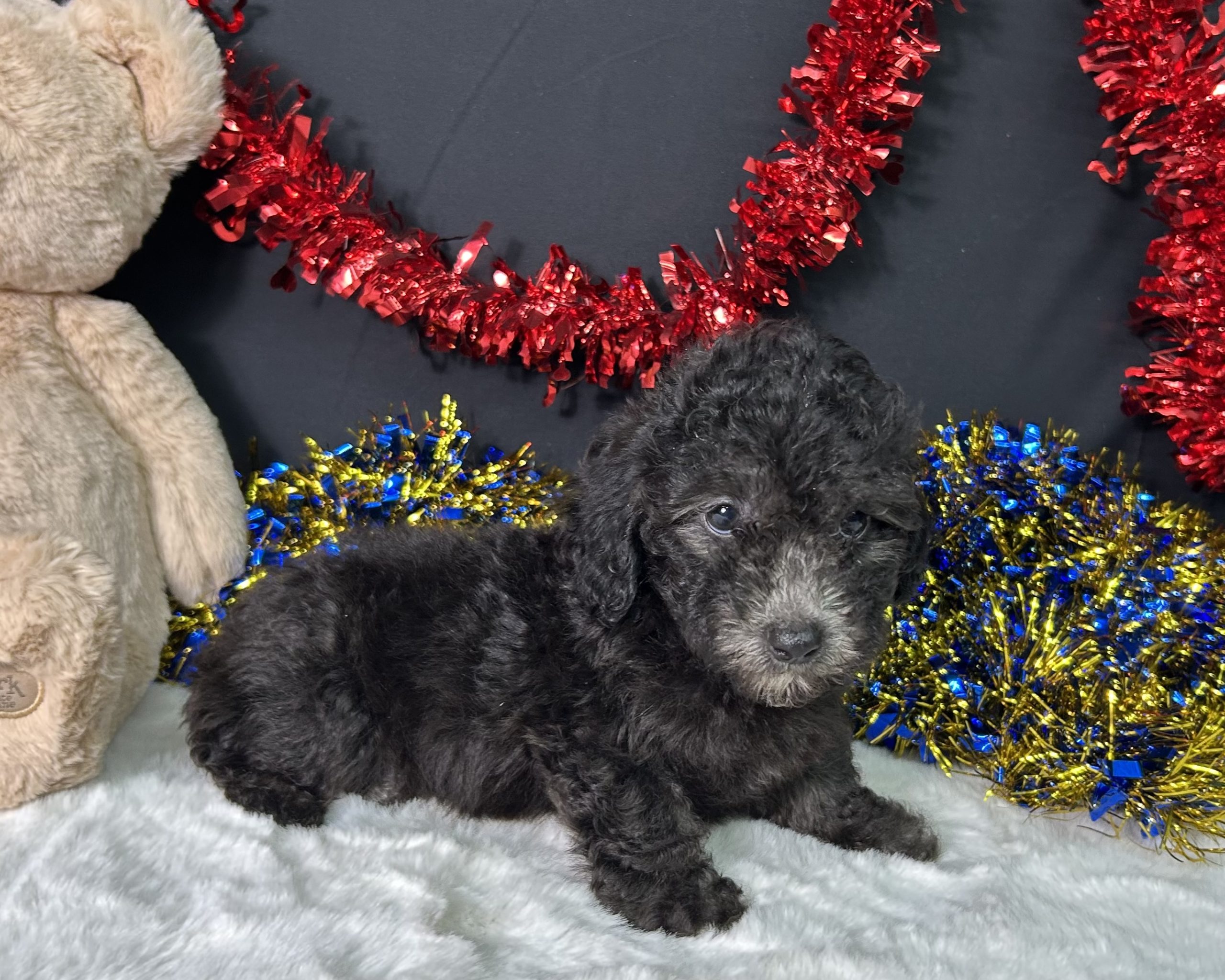 Evan The Mini Poodle 3 Evan The Mini Poodle - Image 3