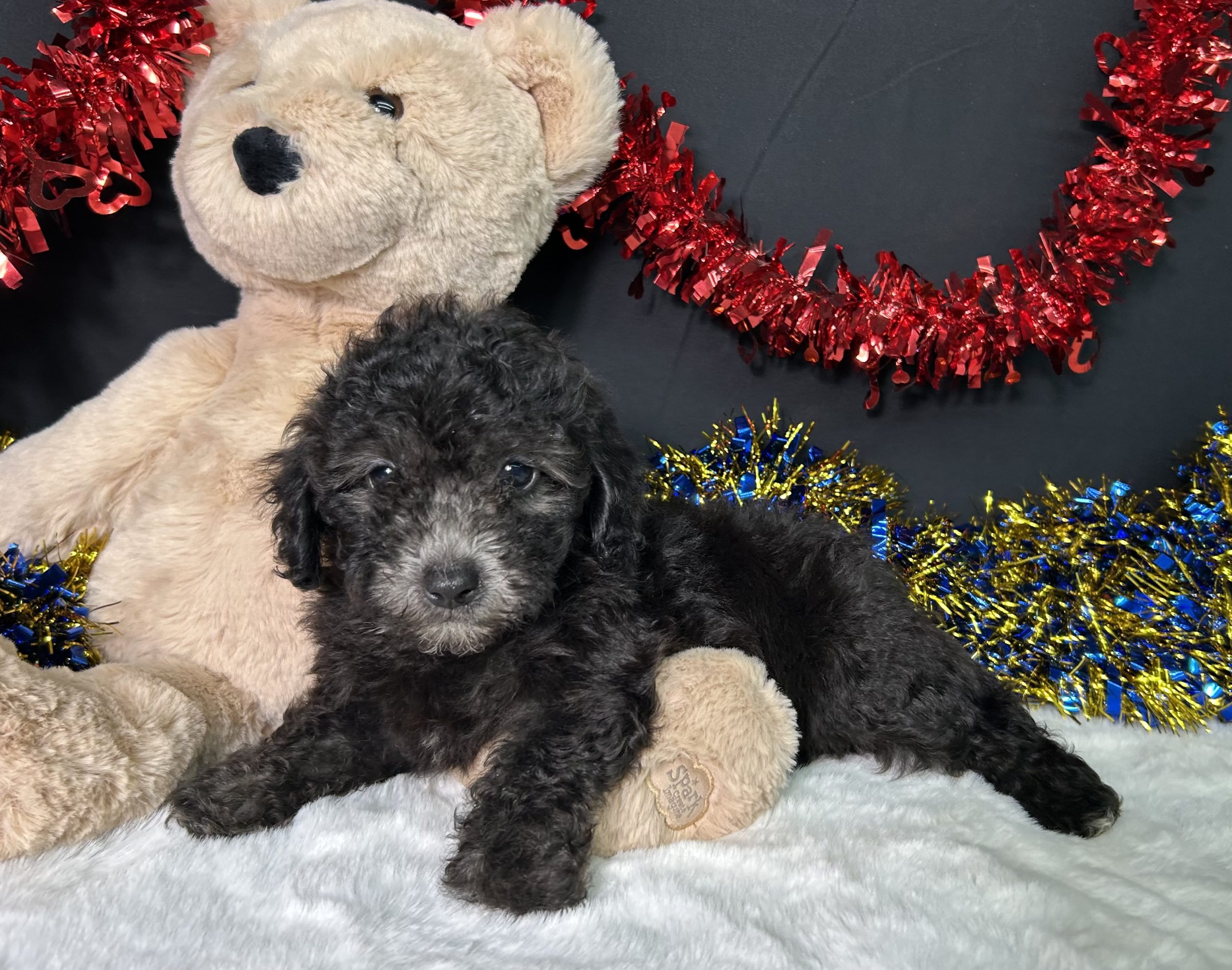 Evan The Mini Poodle 4 Evan The Mini Poodle - Image 4