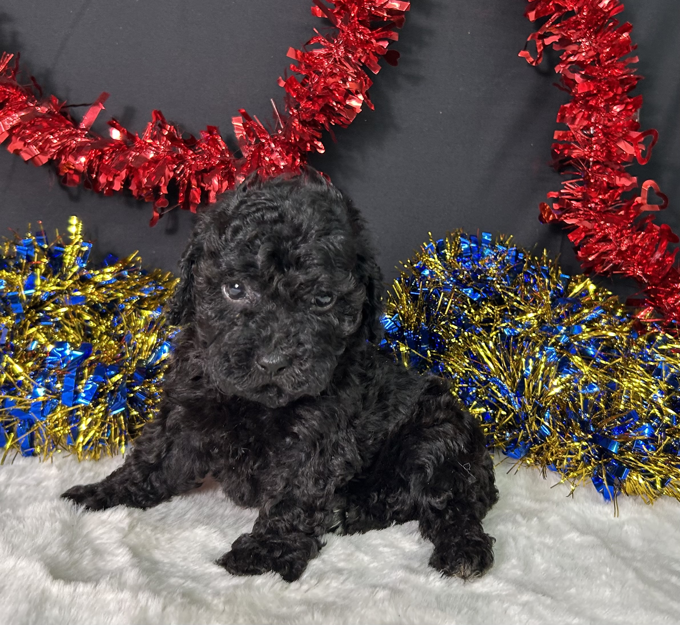 Wren The Toy Poodle 2 Wren The Toy Poodle - Image 2