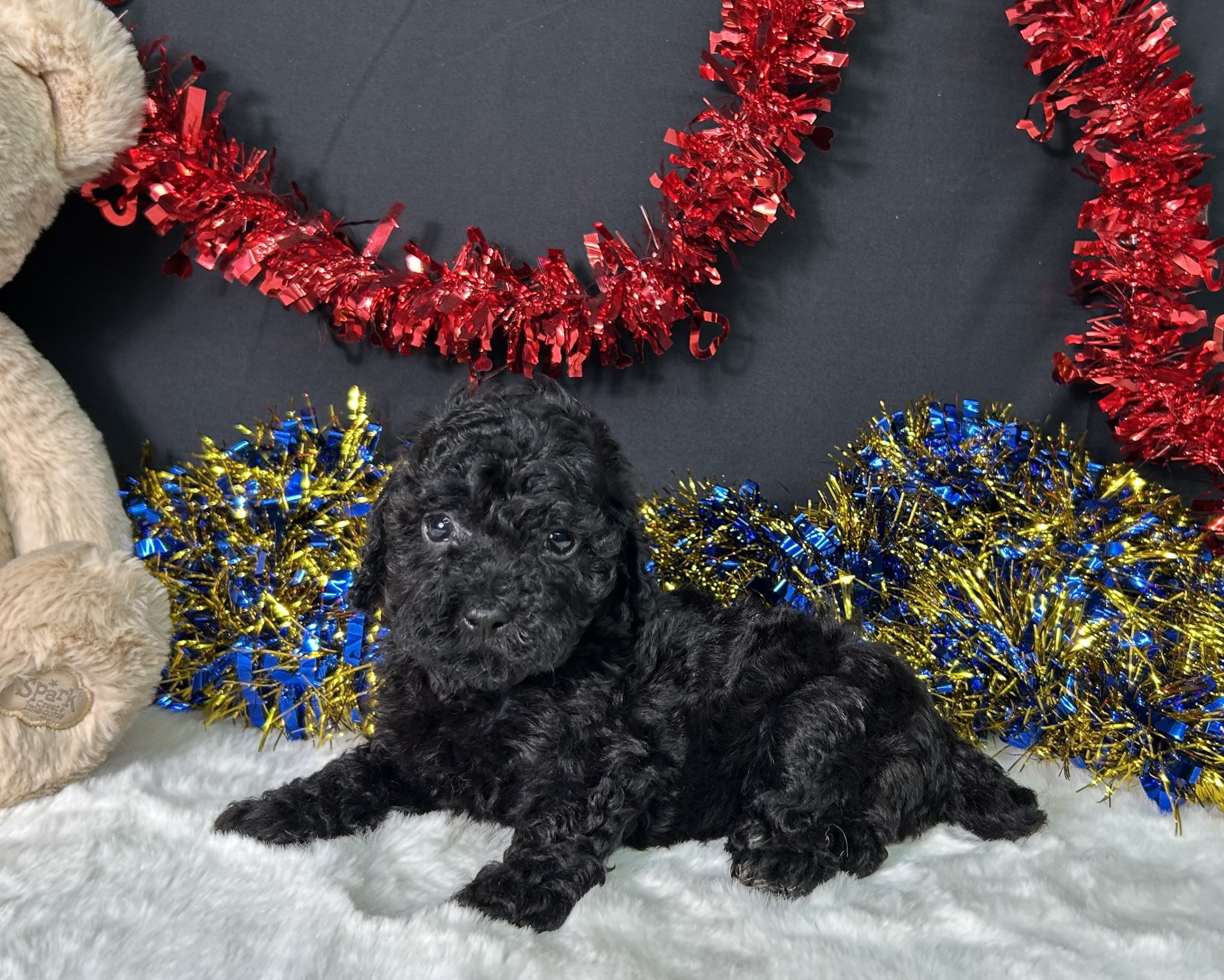 Wren The Toy Poodle 3 Wren The Toy Poodle - Image 3