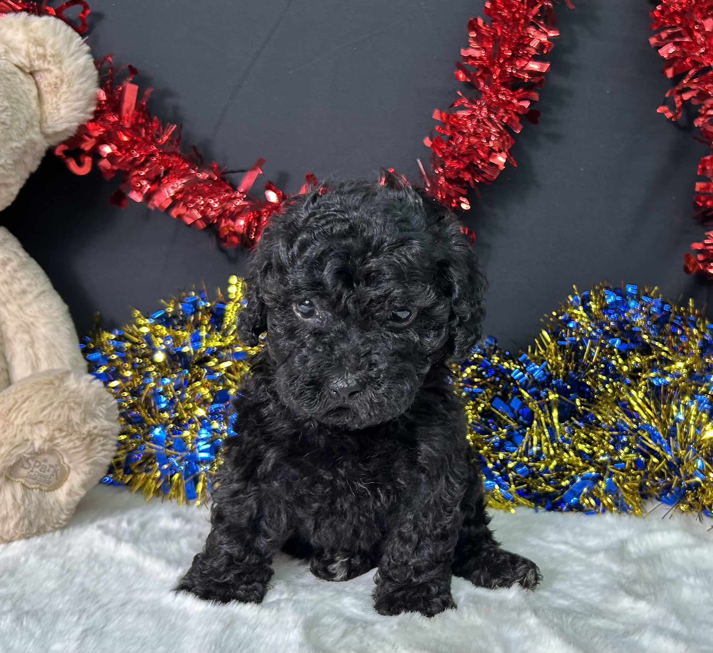 Wren The Toy Poodle 1 Wren The Toy Poodle