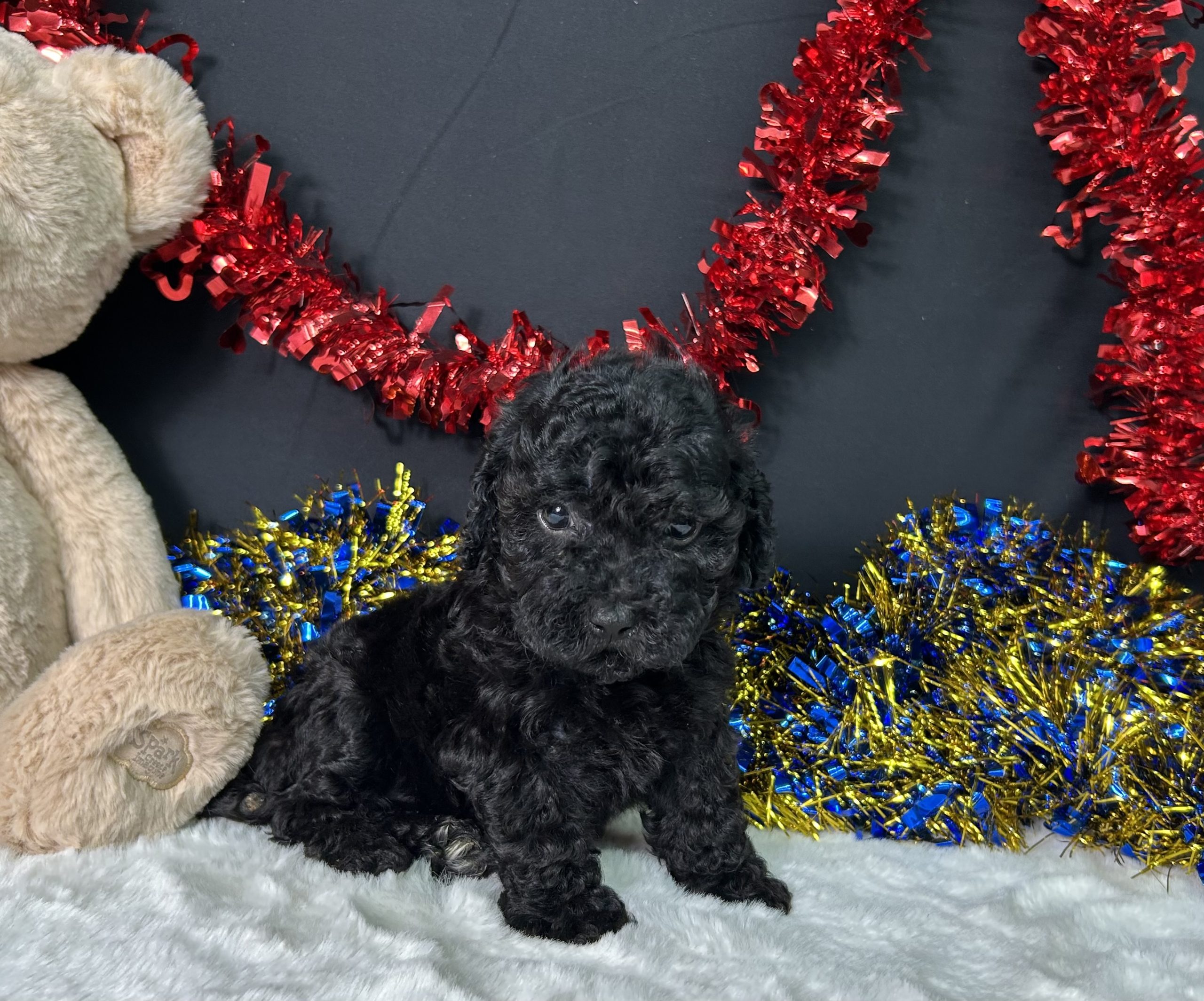 Wren The Toy Poodle 5 Wren The Toy Poodle - Image 5