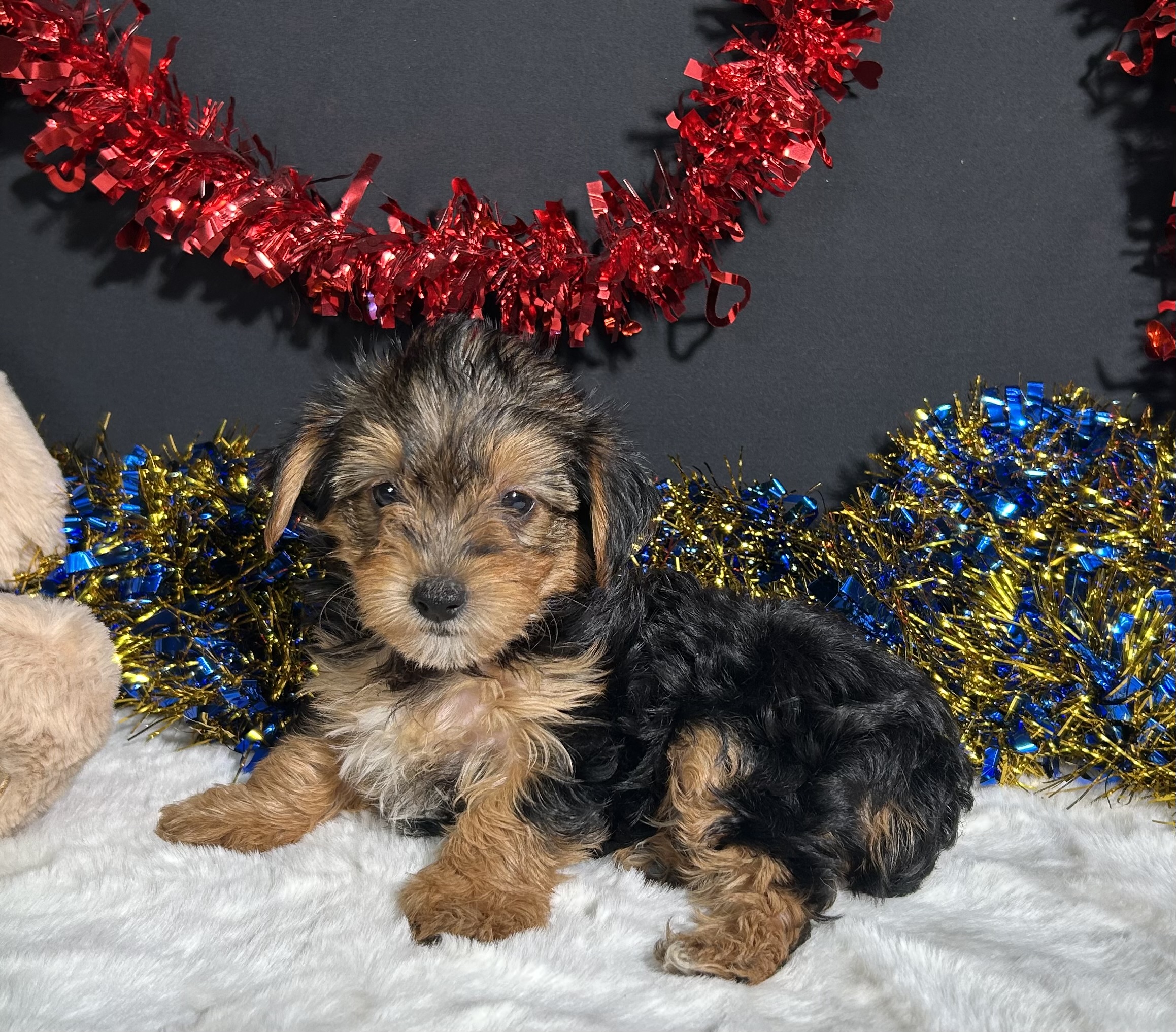 Rosie The Yorkipoo 1 Rosie The Yorkipoo