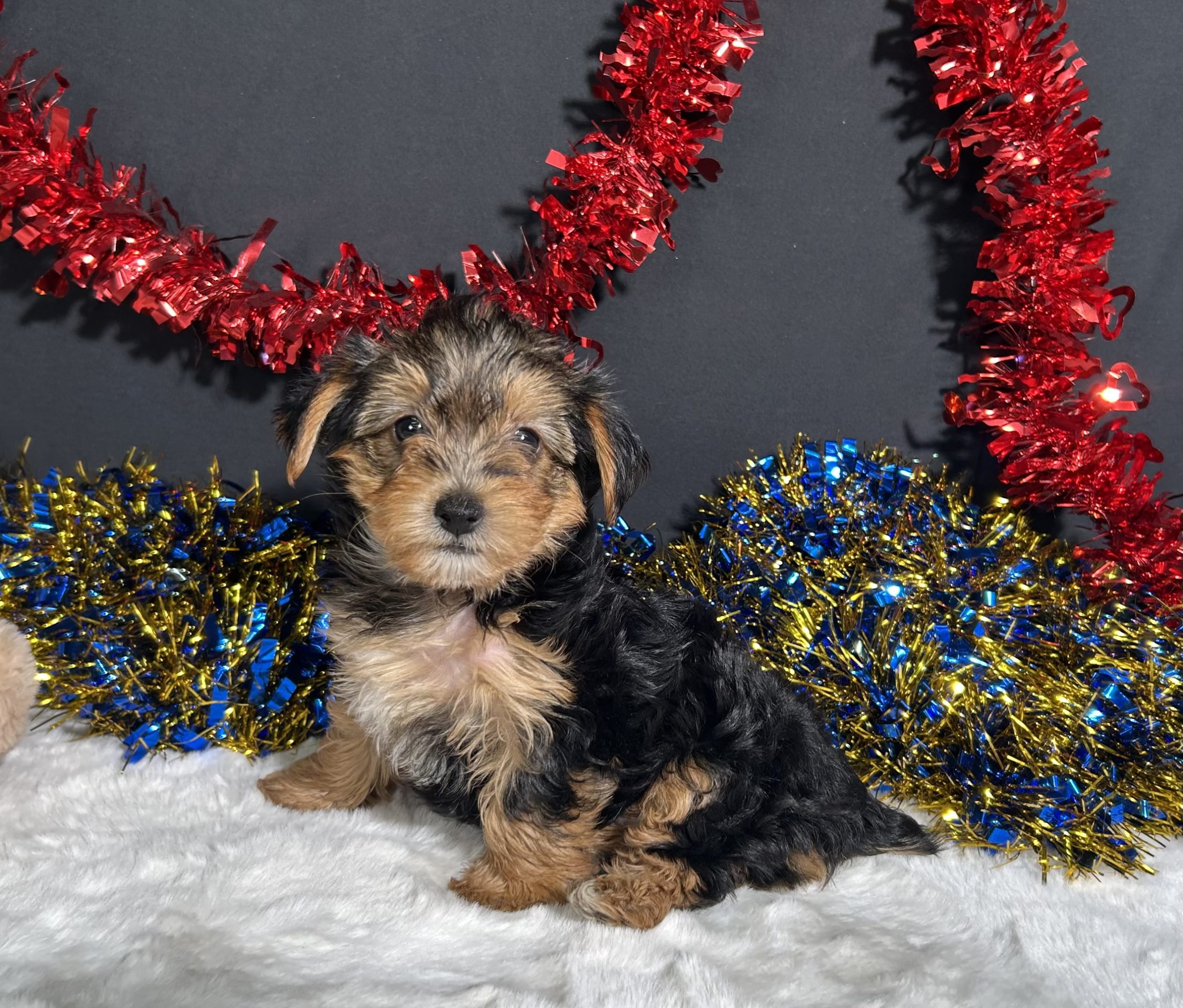 Rosie The Yorkipoo 2 Rosie The Yorkipoo - Image 2