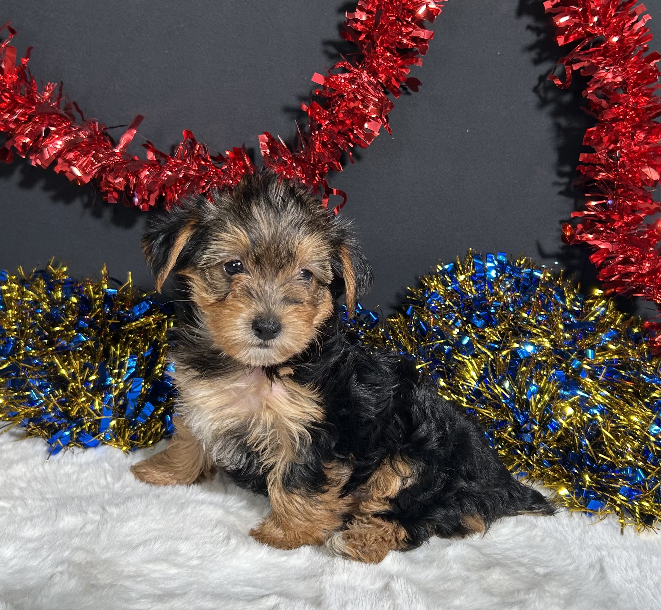 Rosie The Yorkipoo 5 Rosie The Yorkipoo - Image 5