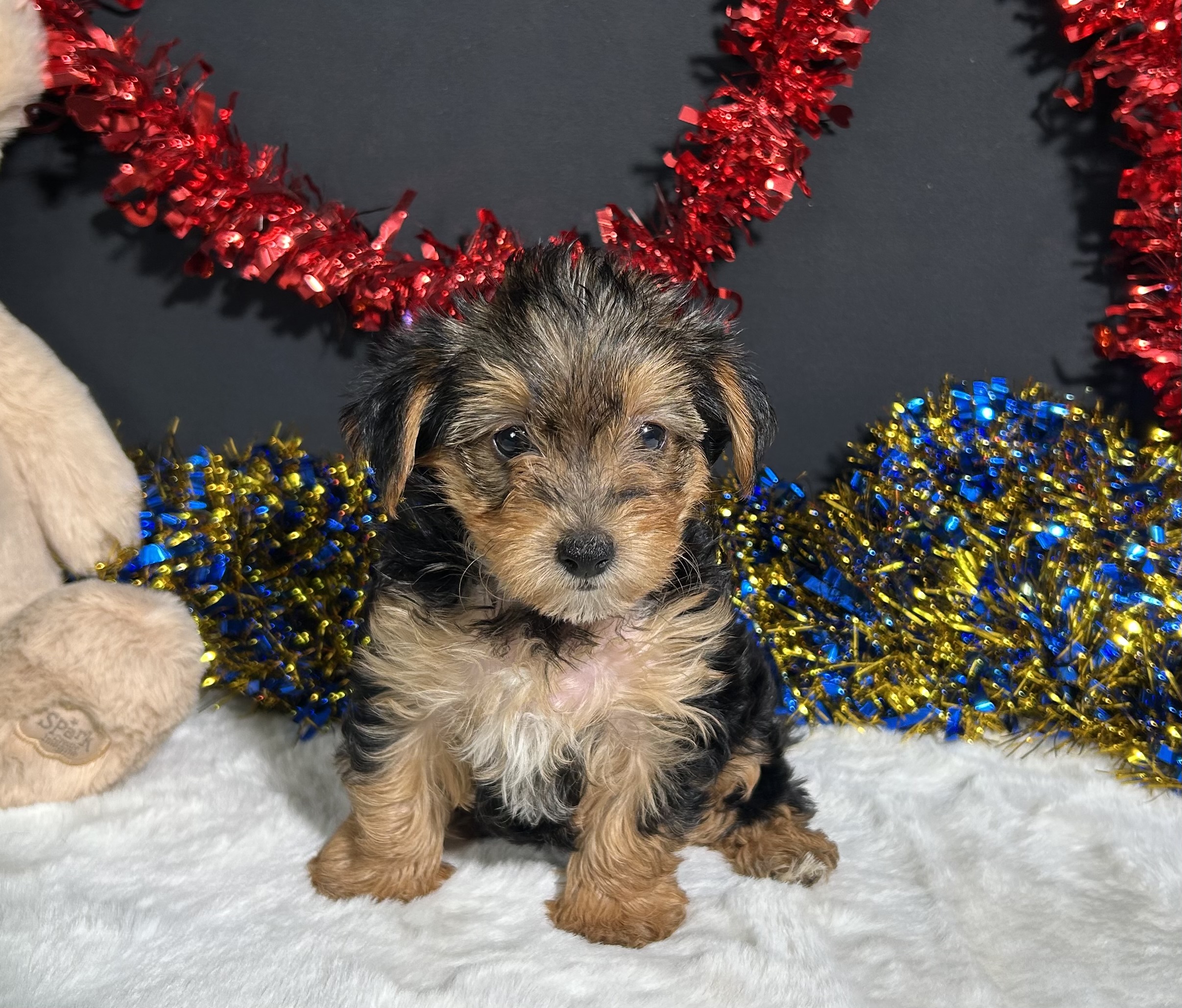 Rosie The Yorkipoo 4 Rosie The Yorkipoo - Image 4