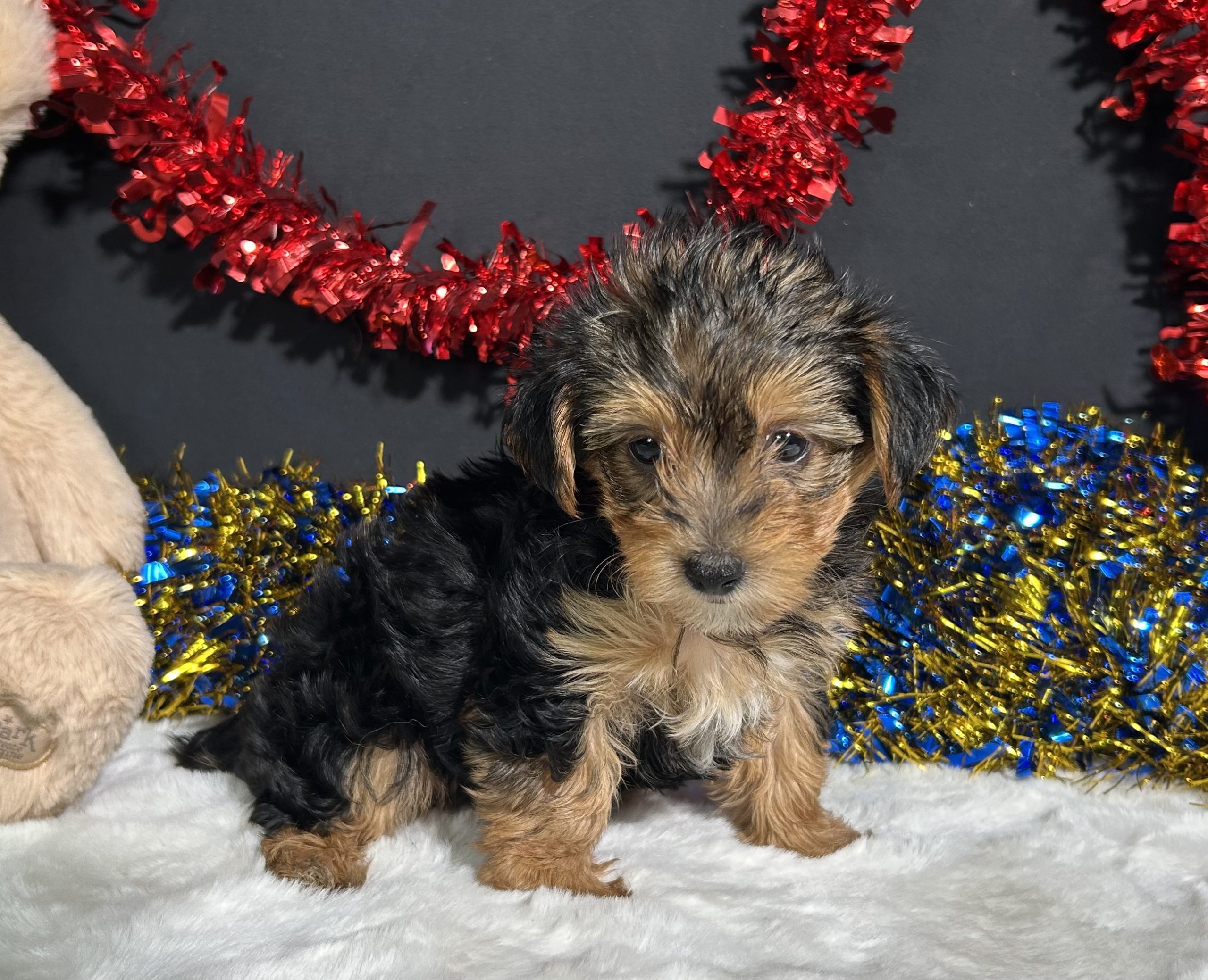 Rosie The Yorkipoo 3 Rosie The Yorkipoo - Image 3