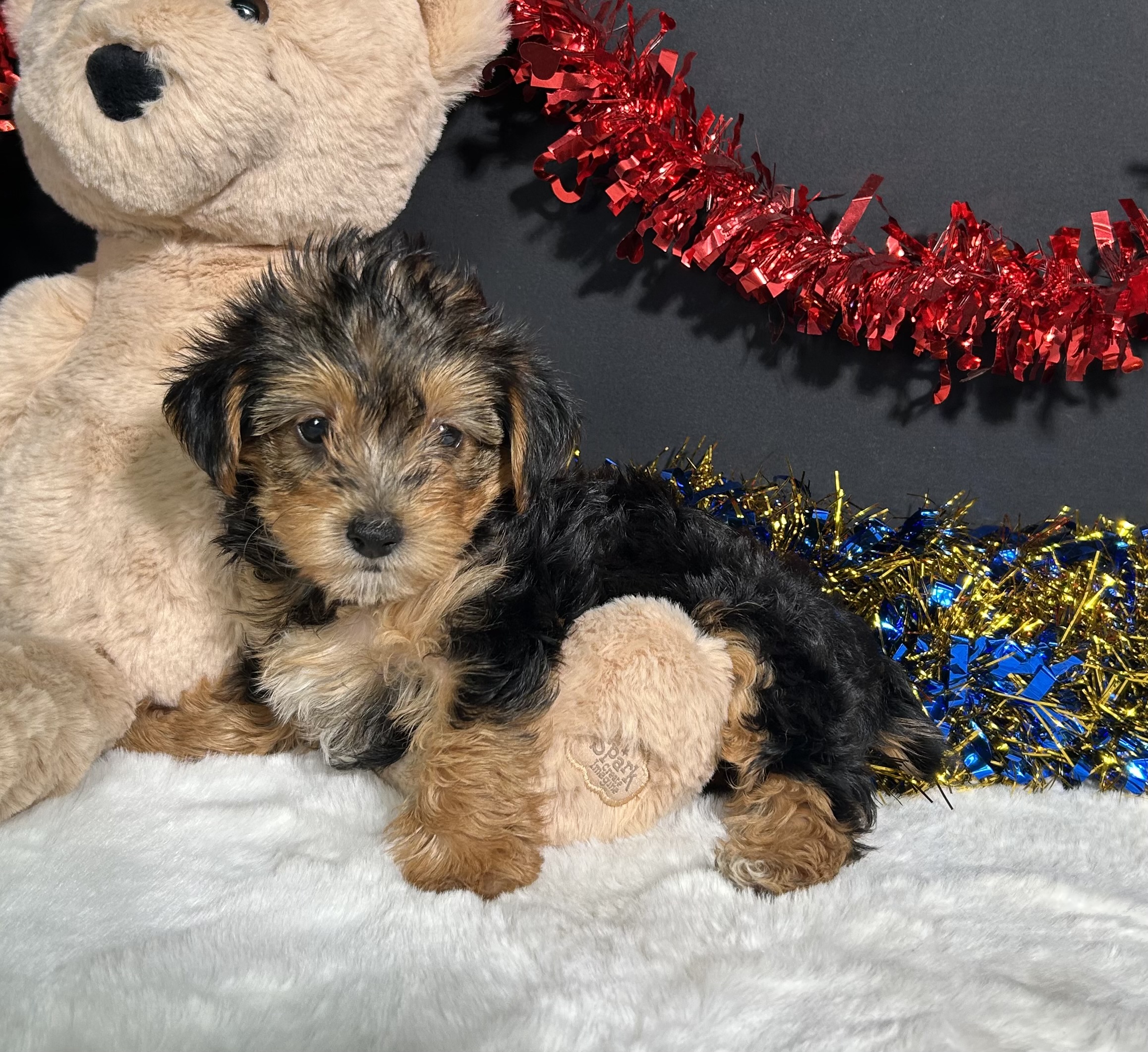 Rosie The Yorkipoo 6 Rosie The Yorkipoo - Image 6