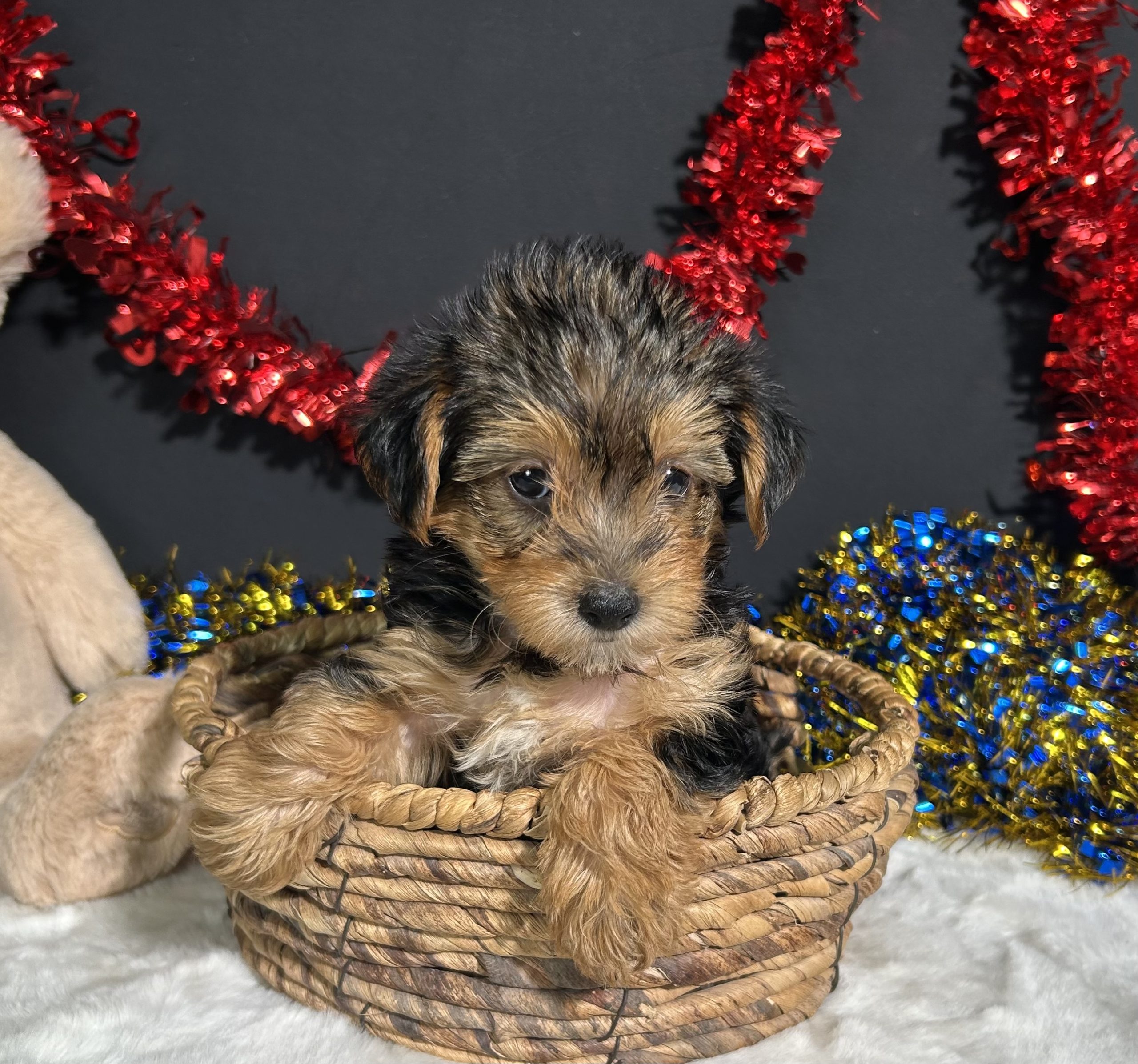 Rosie The Yorkipoo 7 Rosie The Yorkipoo - Image 7