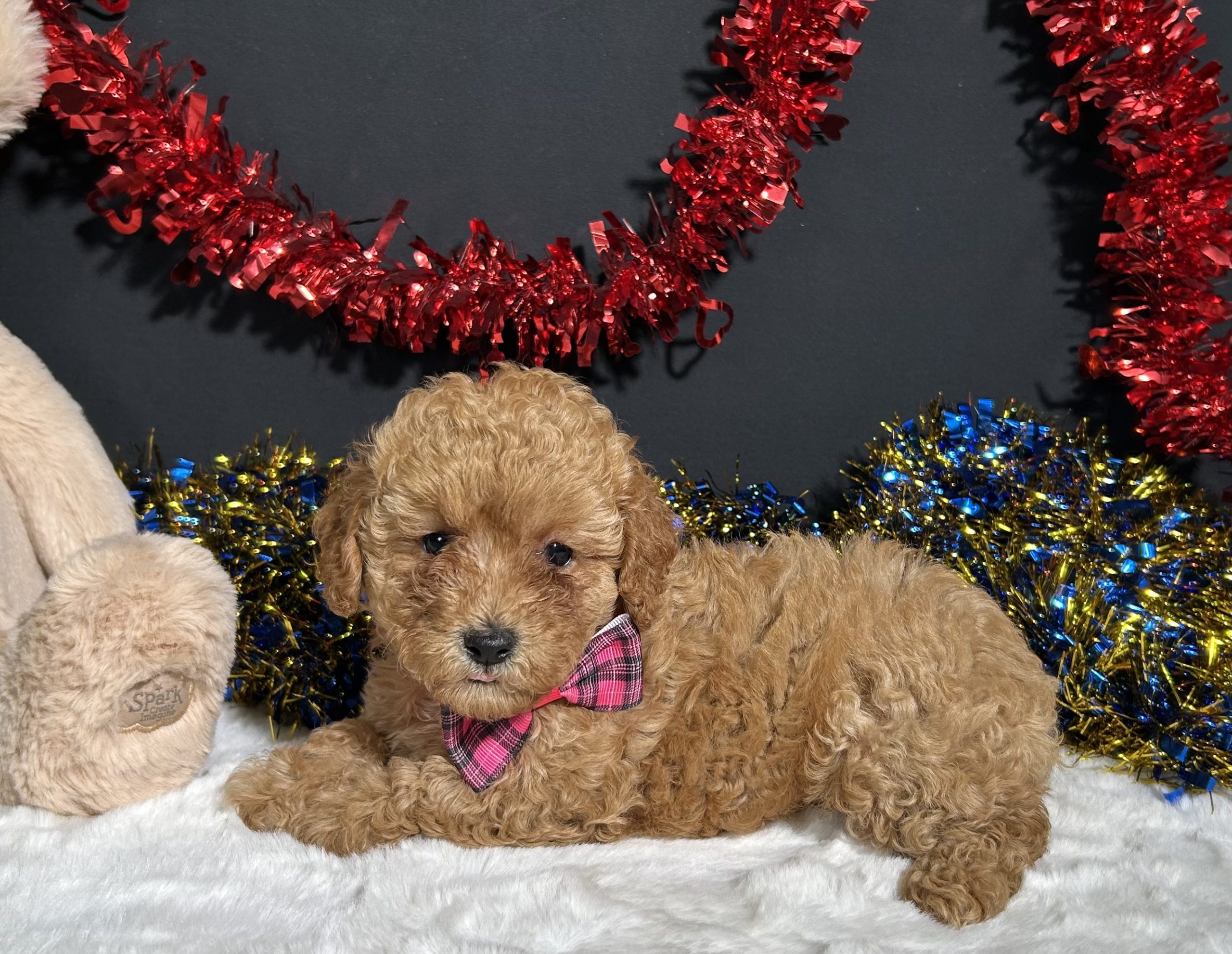 Layla The Toy Poodle 9 Layla The Toy Poodle - Image 9