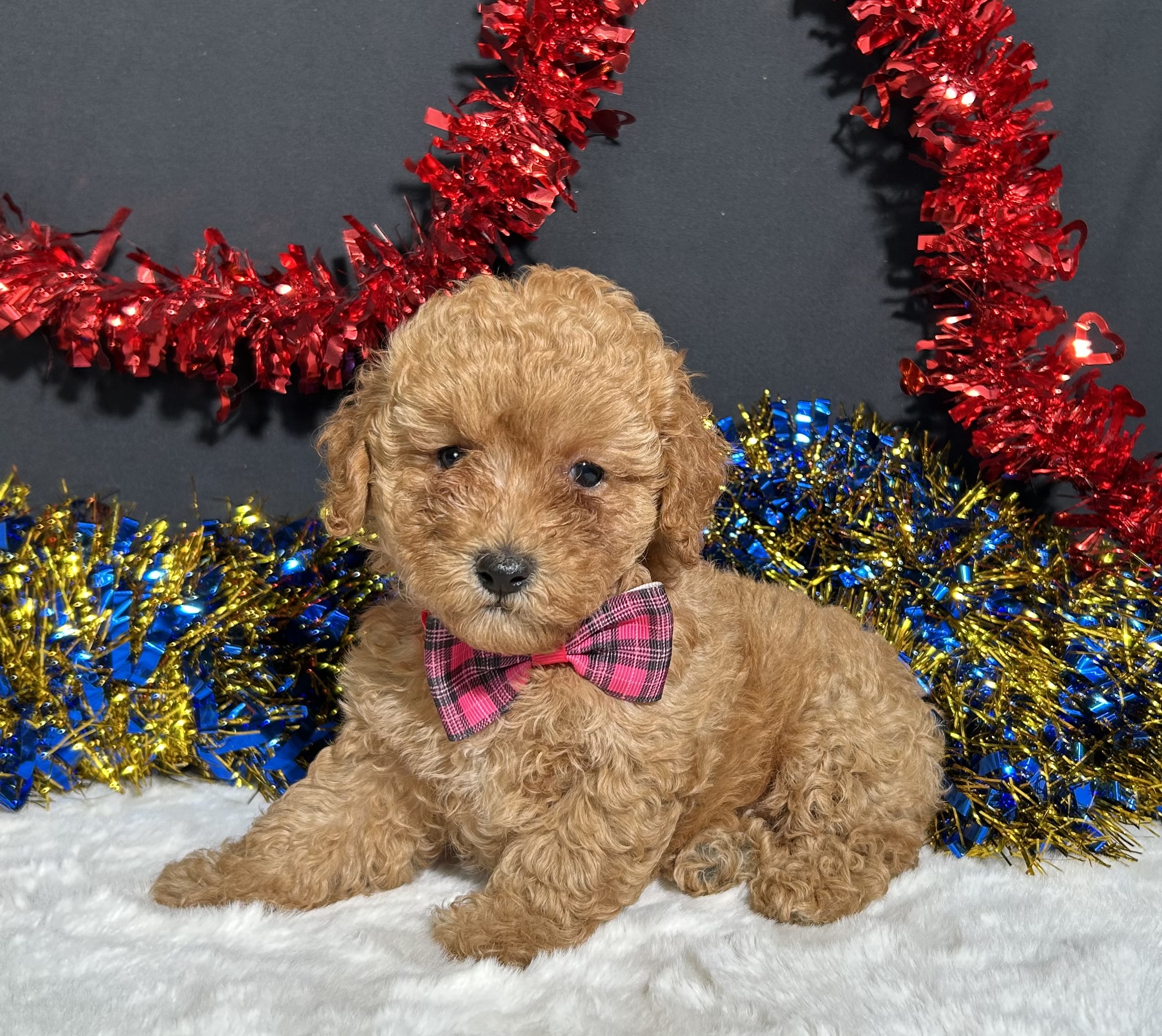 Layla The Toy Poodle 1 Layla The Toy Poodle