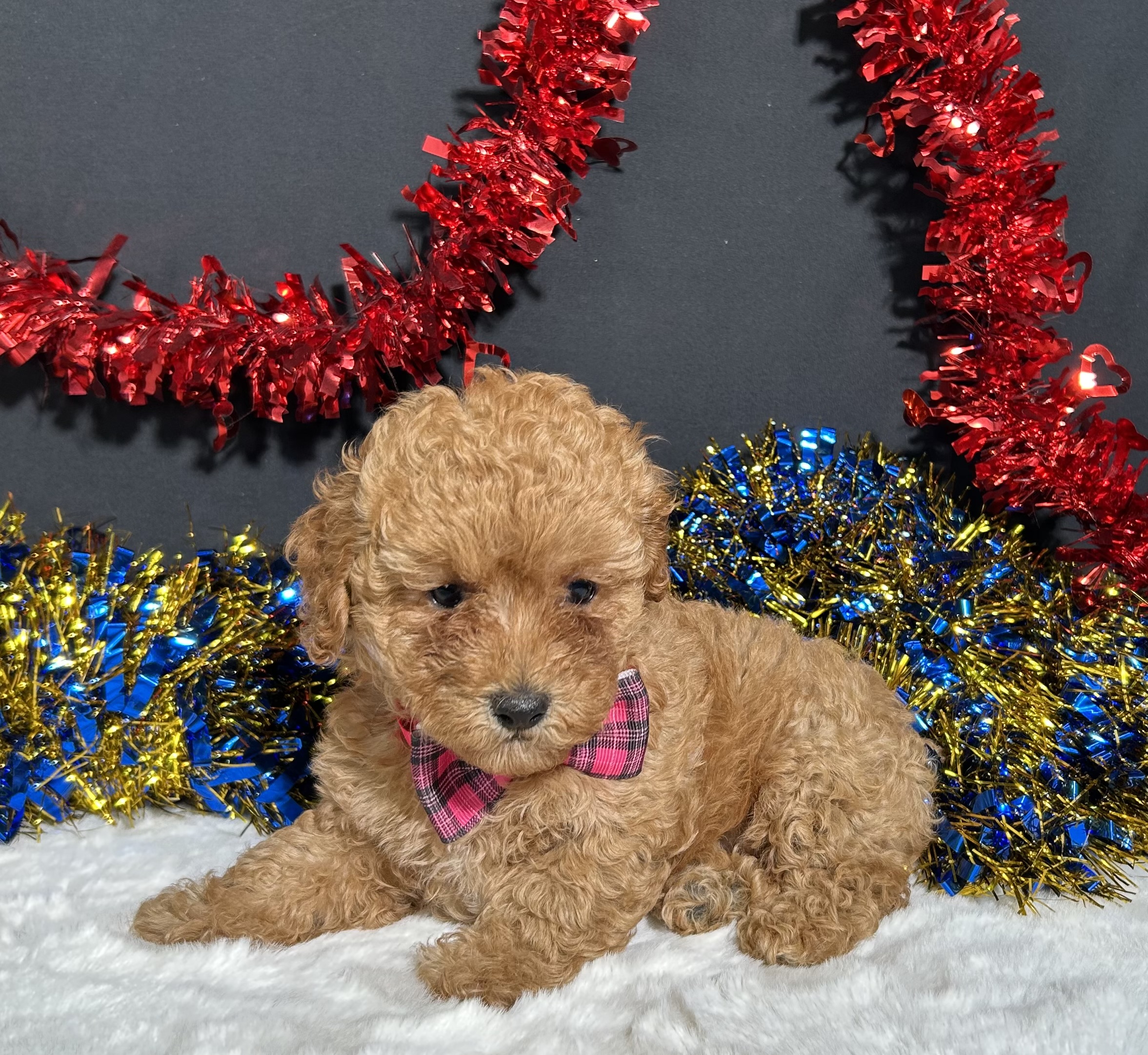 Layla The Toy Poodle 7 Layla The Toy Poodle - Image 7