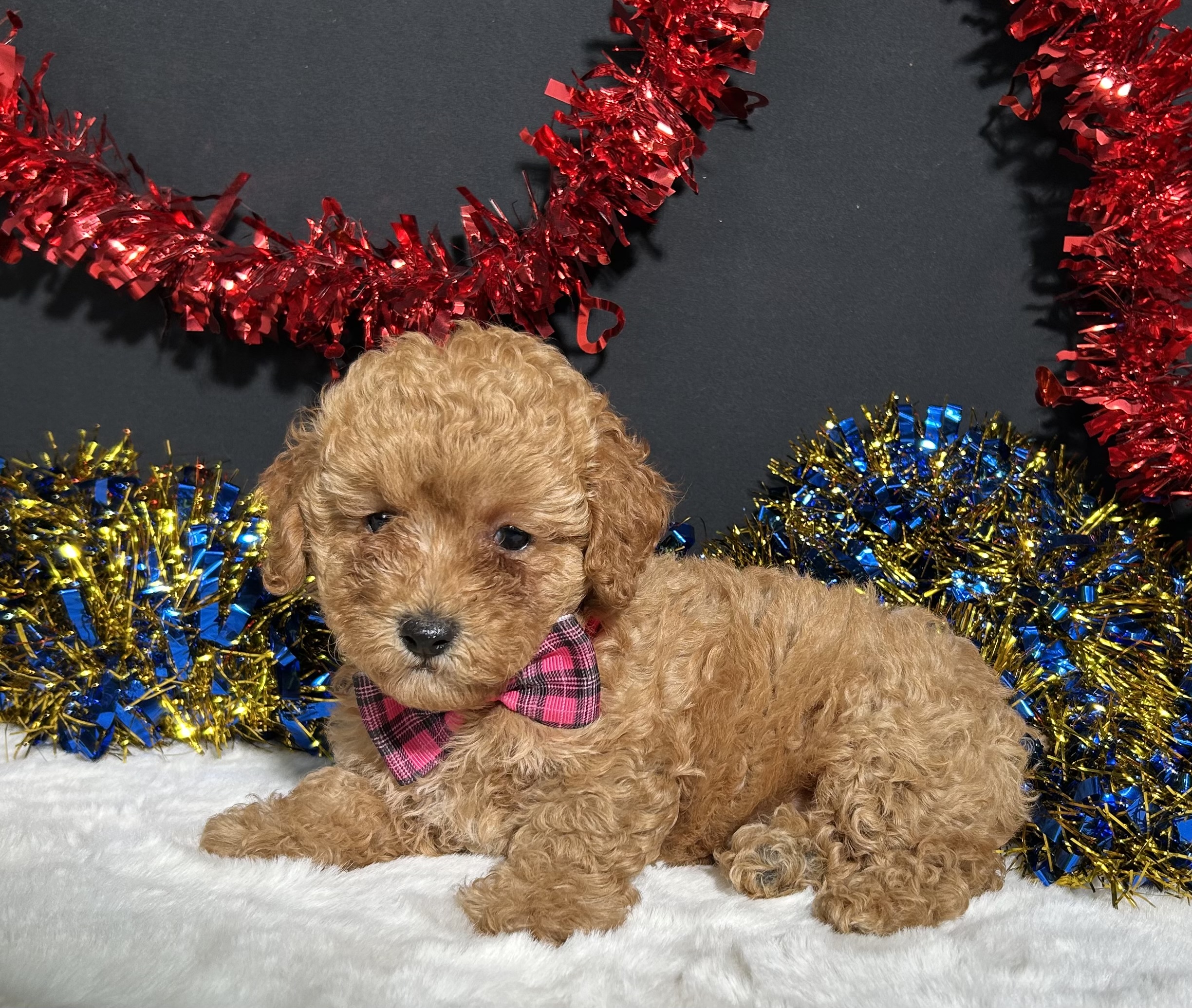 Layla The Toy Poodle 8 Layla The Toy Poodle - Image 8