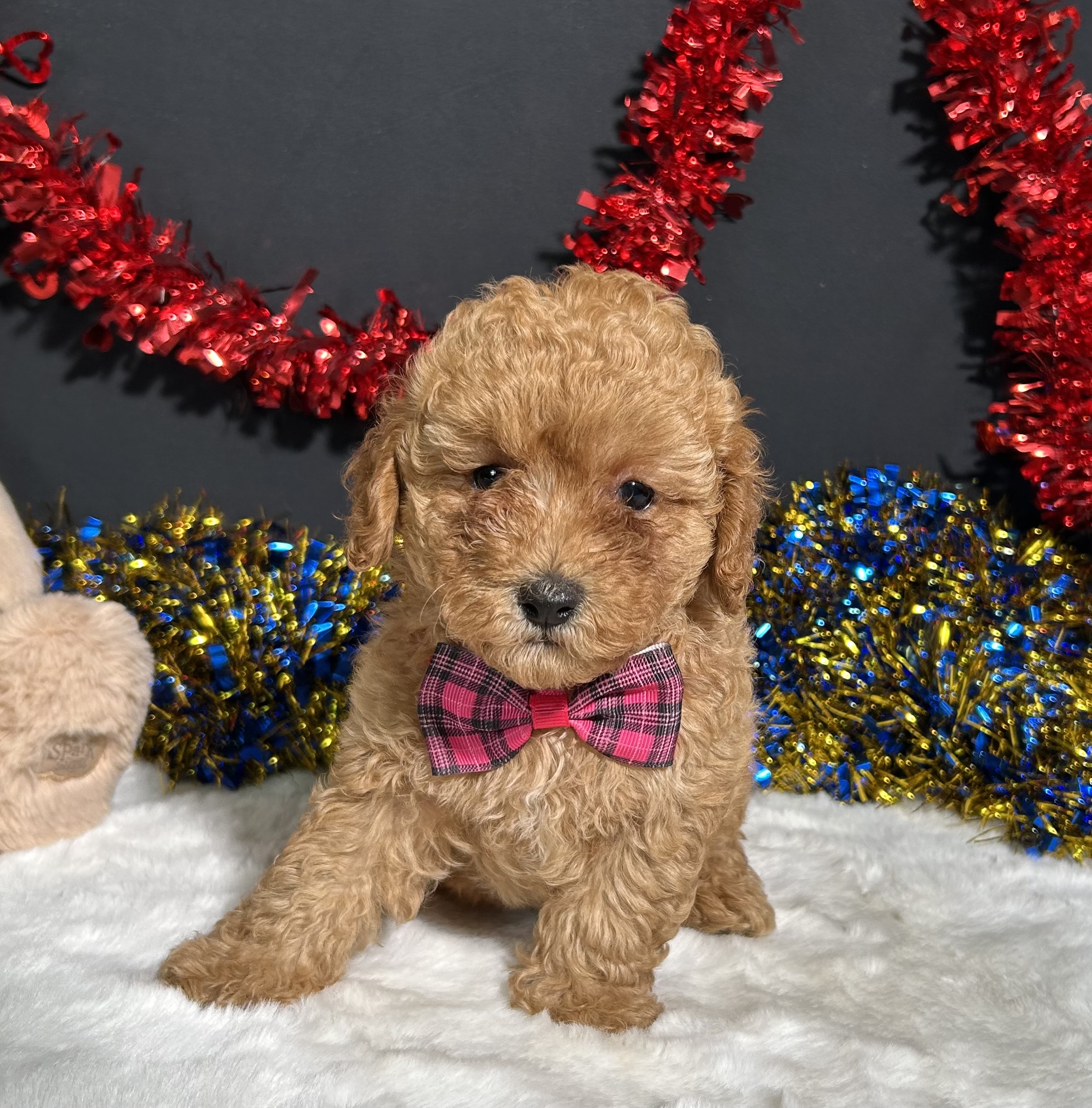 Layla The Toy Poodle 6 Layla The Toy Poodle - Image 6
