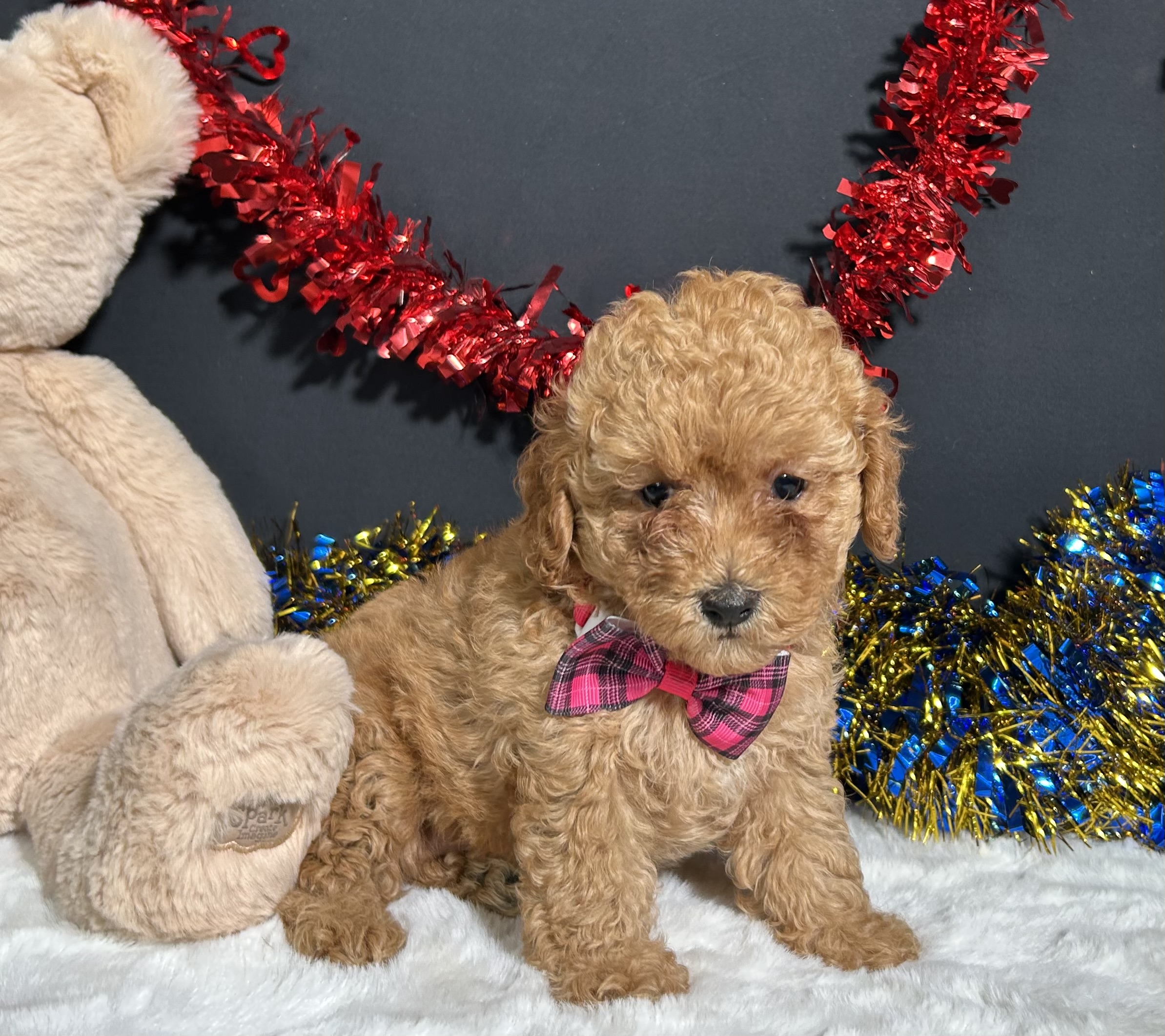 Layla The Toy Poodle 5 Layla The Toy Poodle - Image 5