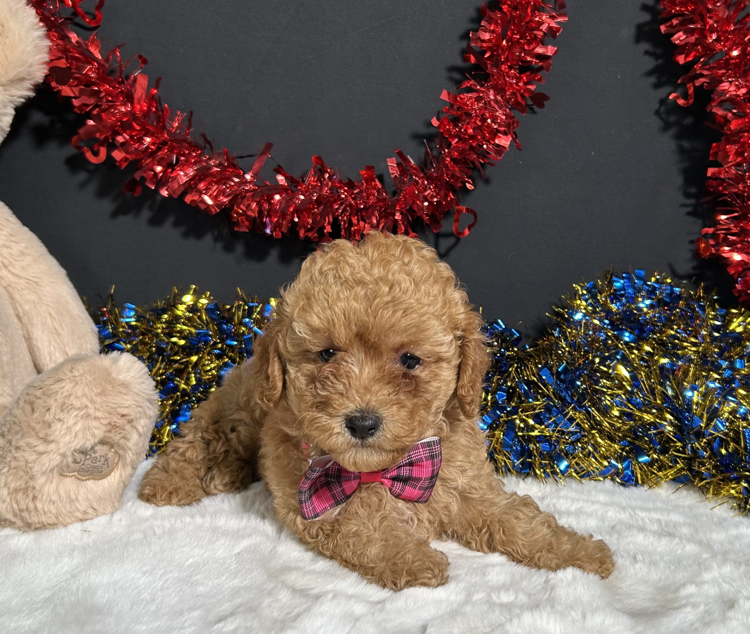 Layla The Toy Poodle 4 Layla The Toy Poodle - Image 4