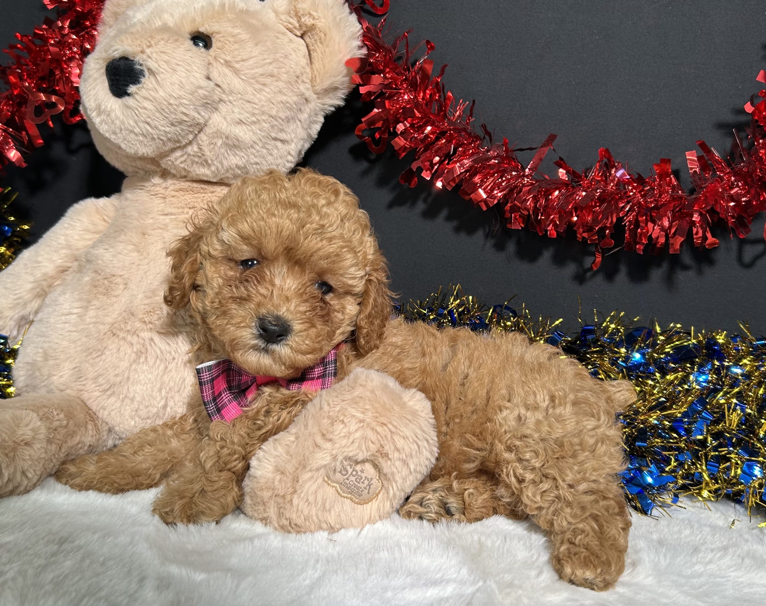 Layla The Toy Poodle 3 Layla The Toy Poodle - Image 3