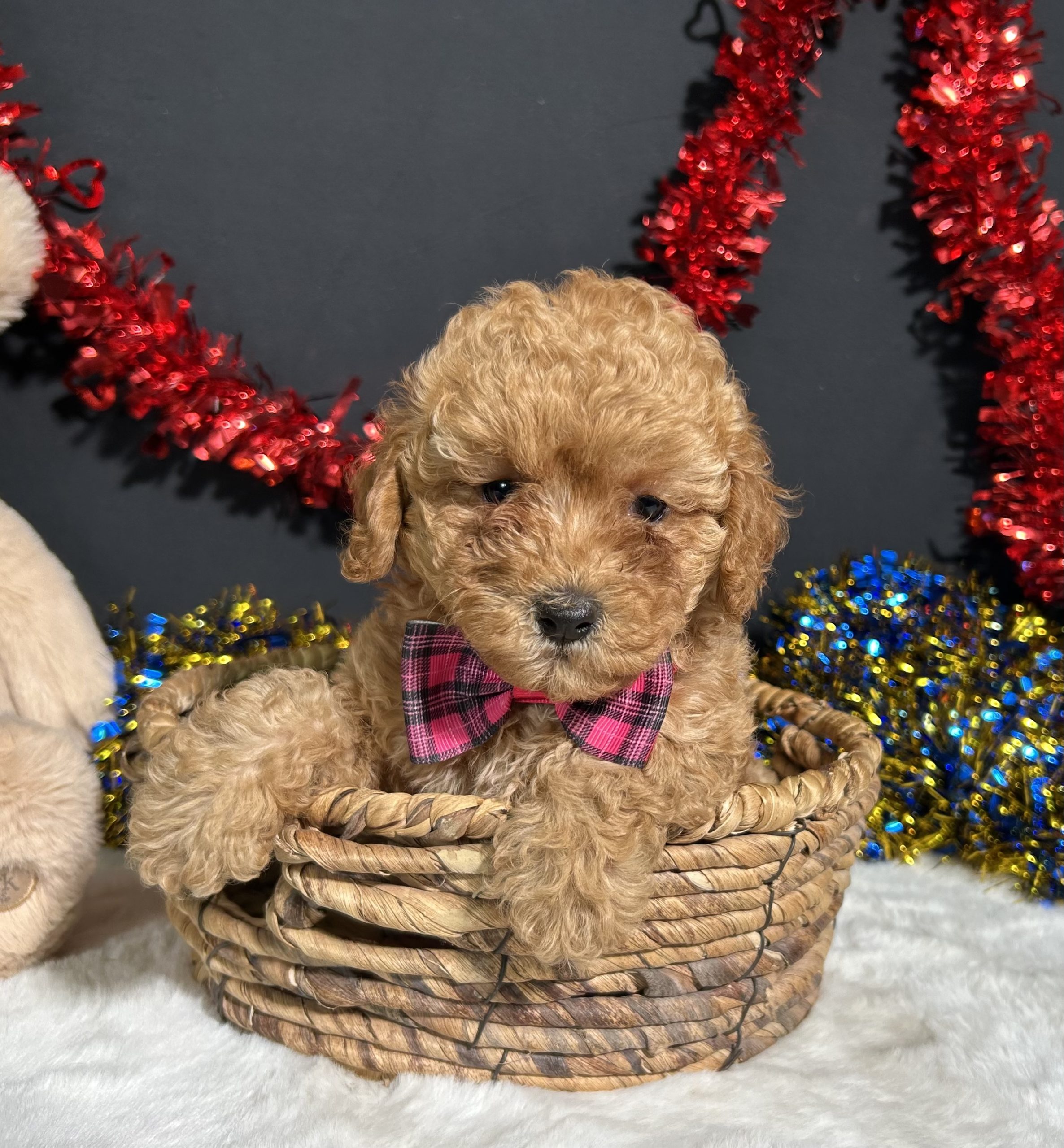 Layla The Toy Poodle 2 Layla The Toy Poodle - Image 2