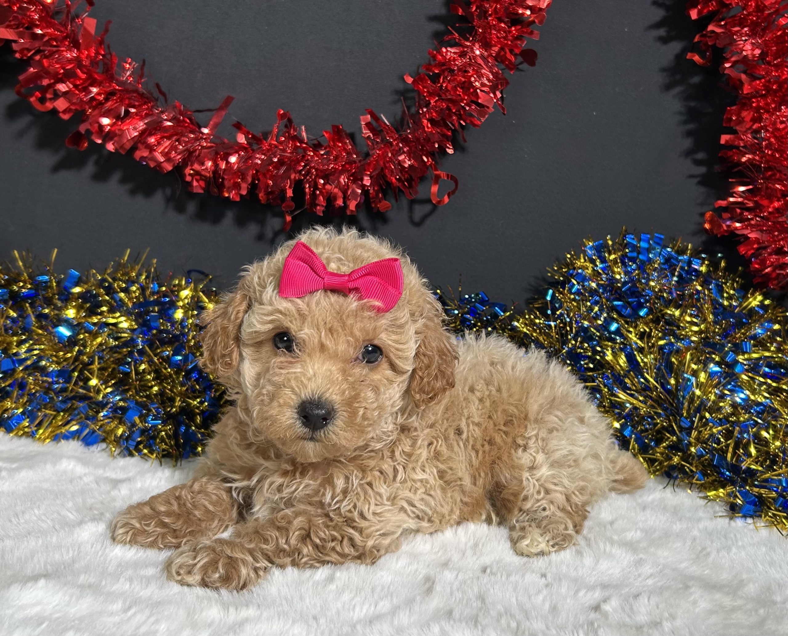 Maddie The Mini Poodle 2 Maddie The Mini Poodle - Image 2
