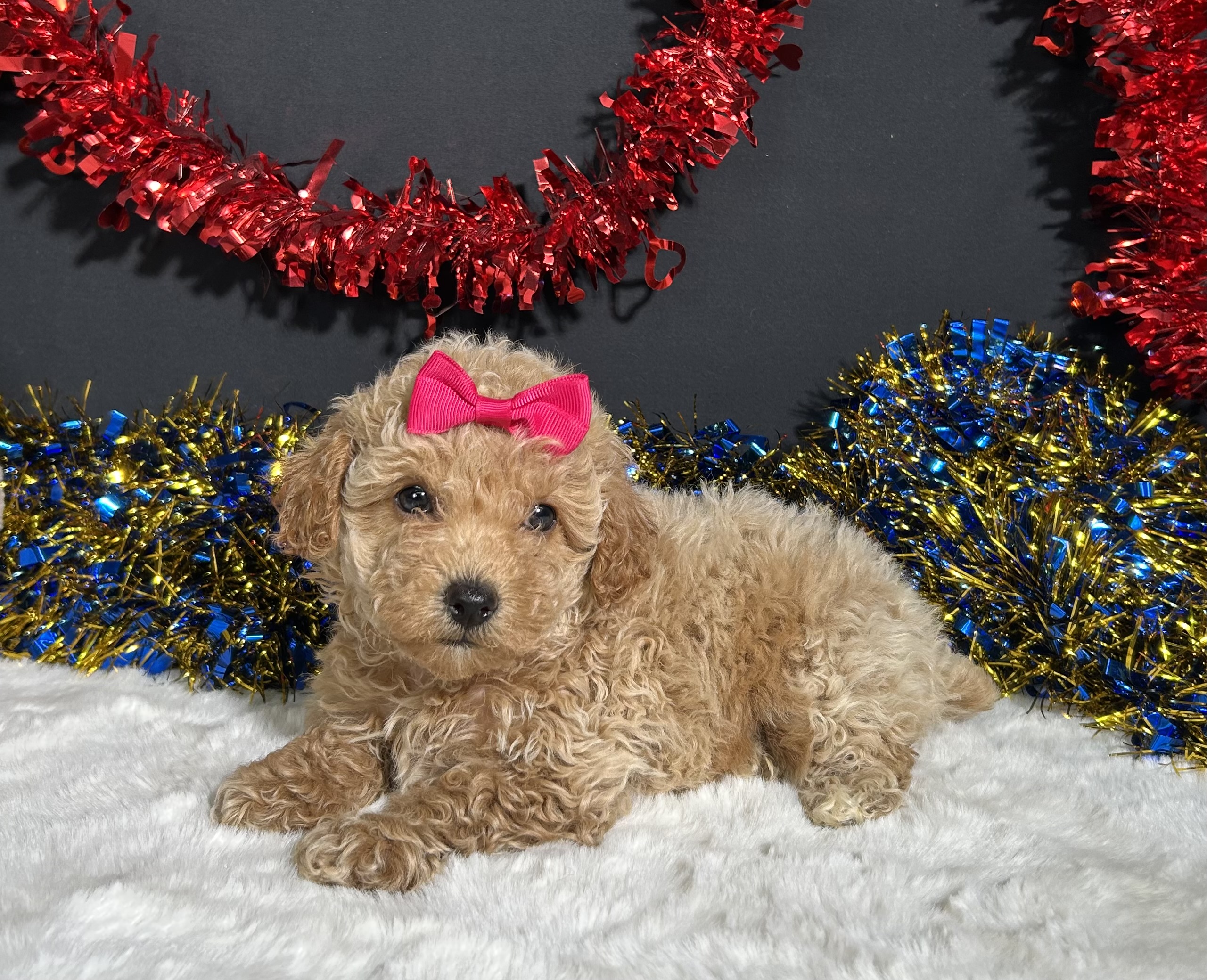Maddie The Mini Poodle 3 Maddie The Mini Poodle - Image 3