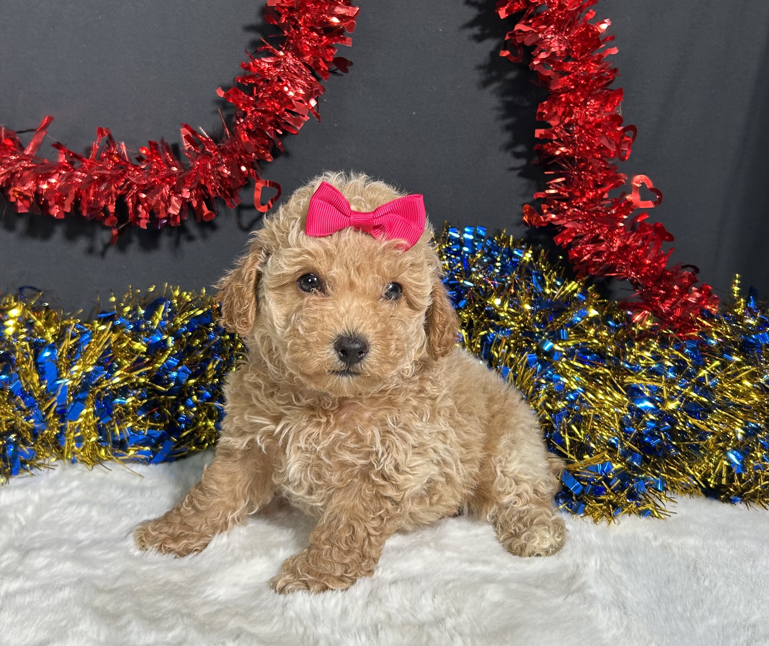 Maddie The Mini Poodle 1 Maddie The Mini Poodle