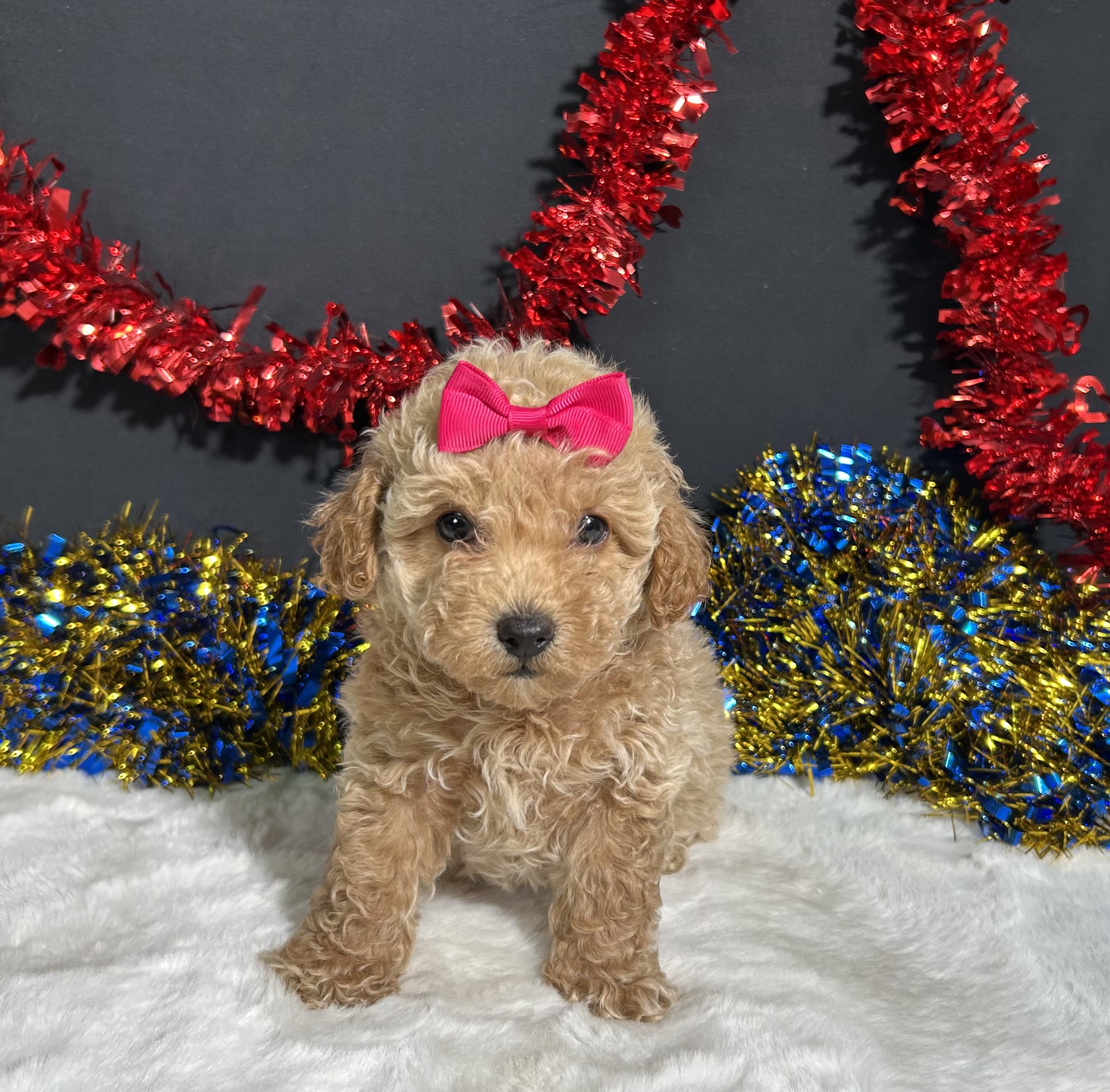 Maddie The Mini Poodle 5 Maddie The Mini Poodle - Image 5