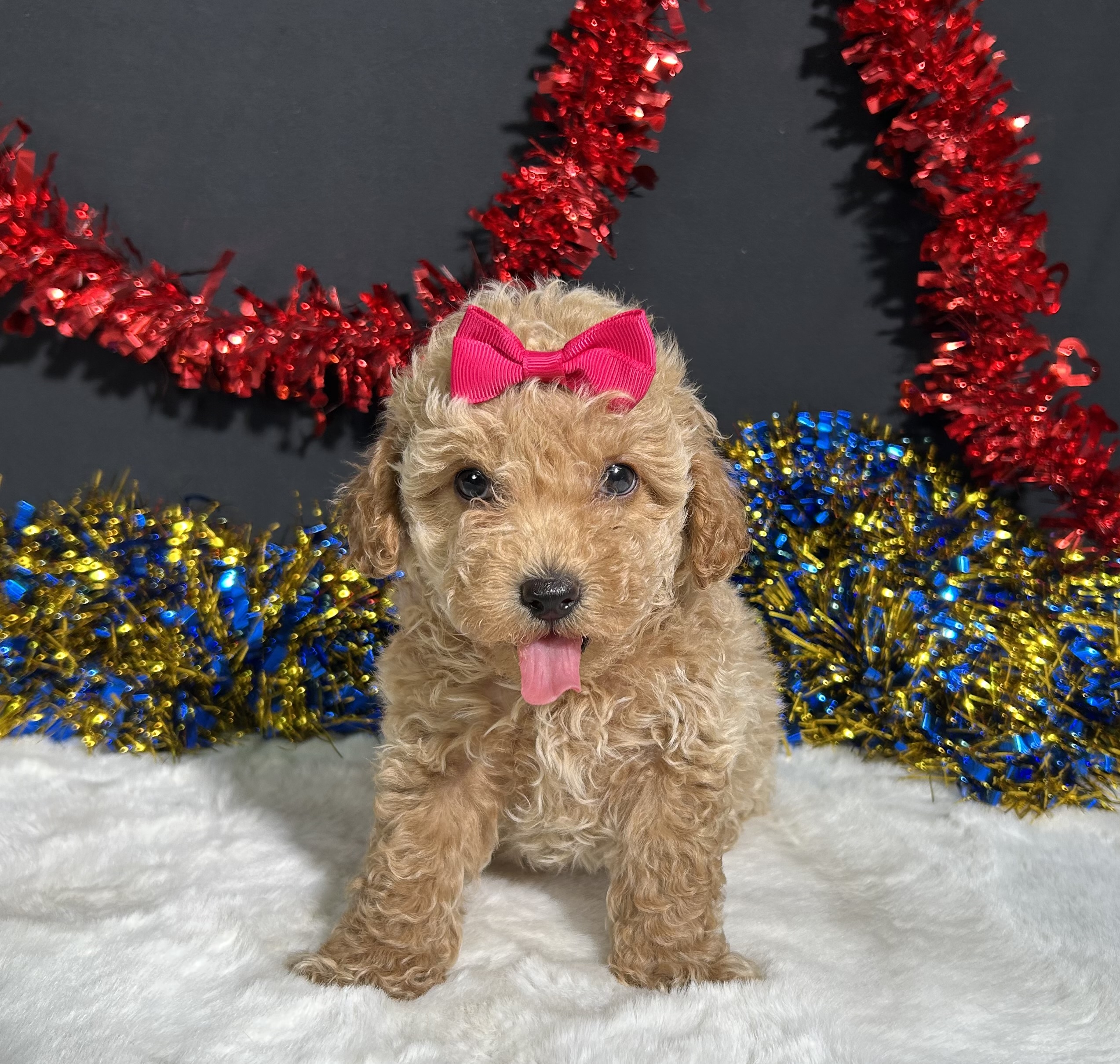 Maddie The Mini Poodle 4 Maddie The Mini Poodle - Image 4