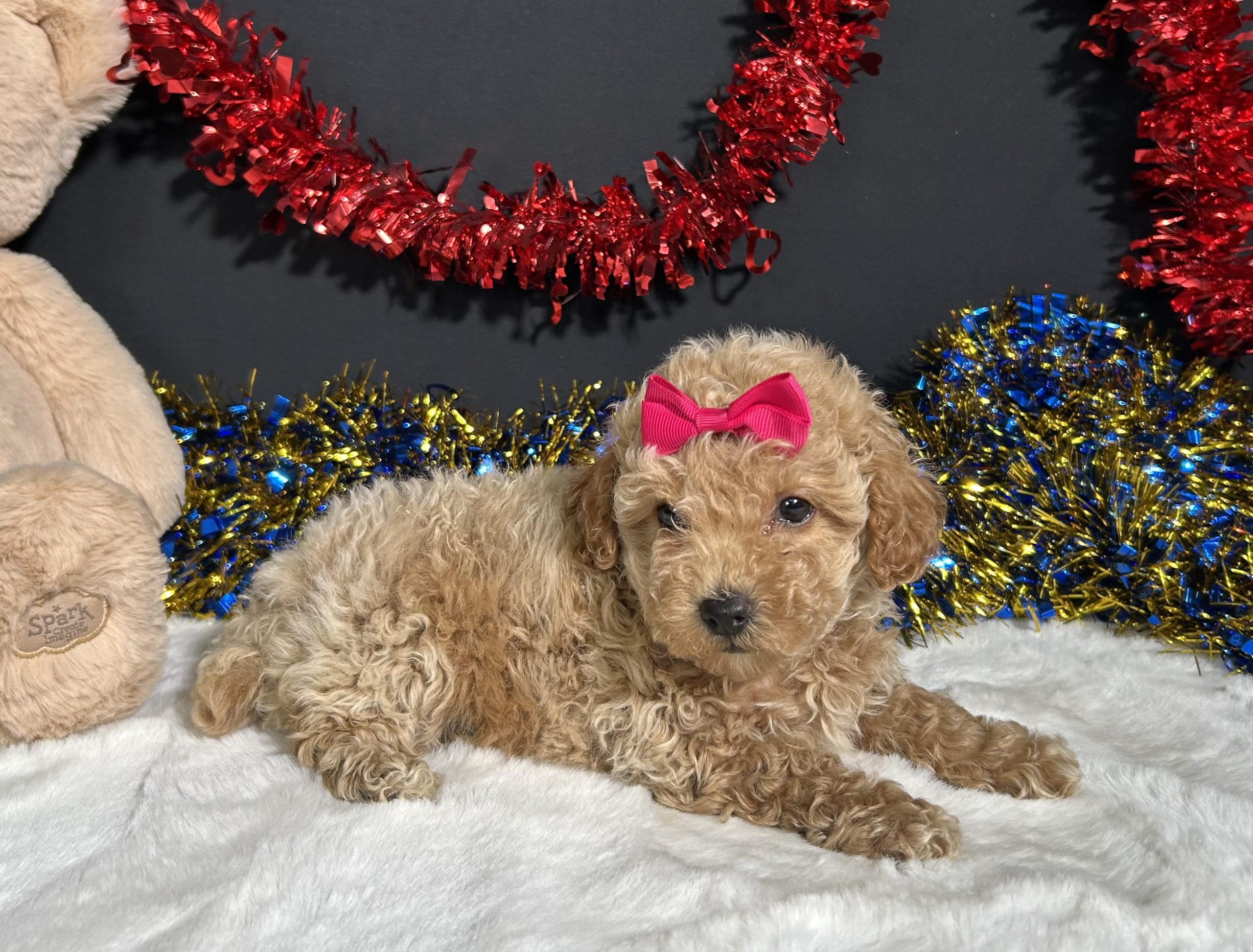 Maddie The Mini Poodle 6 Maddie The Mini Poodle - Image 6
