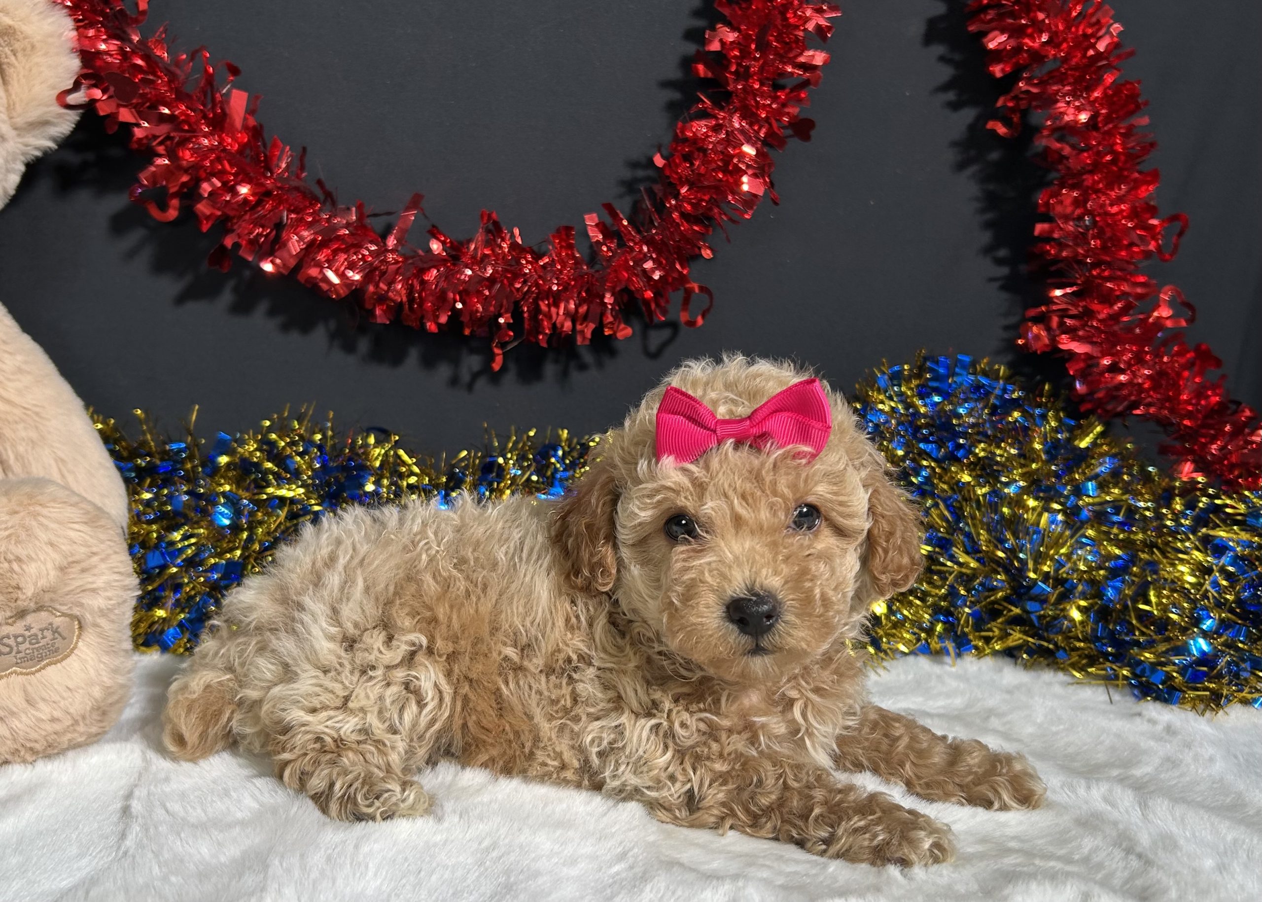 Maddie The Mini Poodle 7 Maddie The Mini Poodle - Image 7