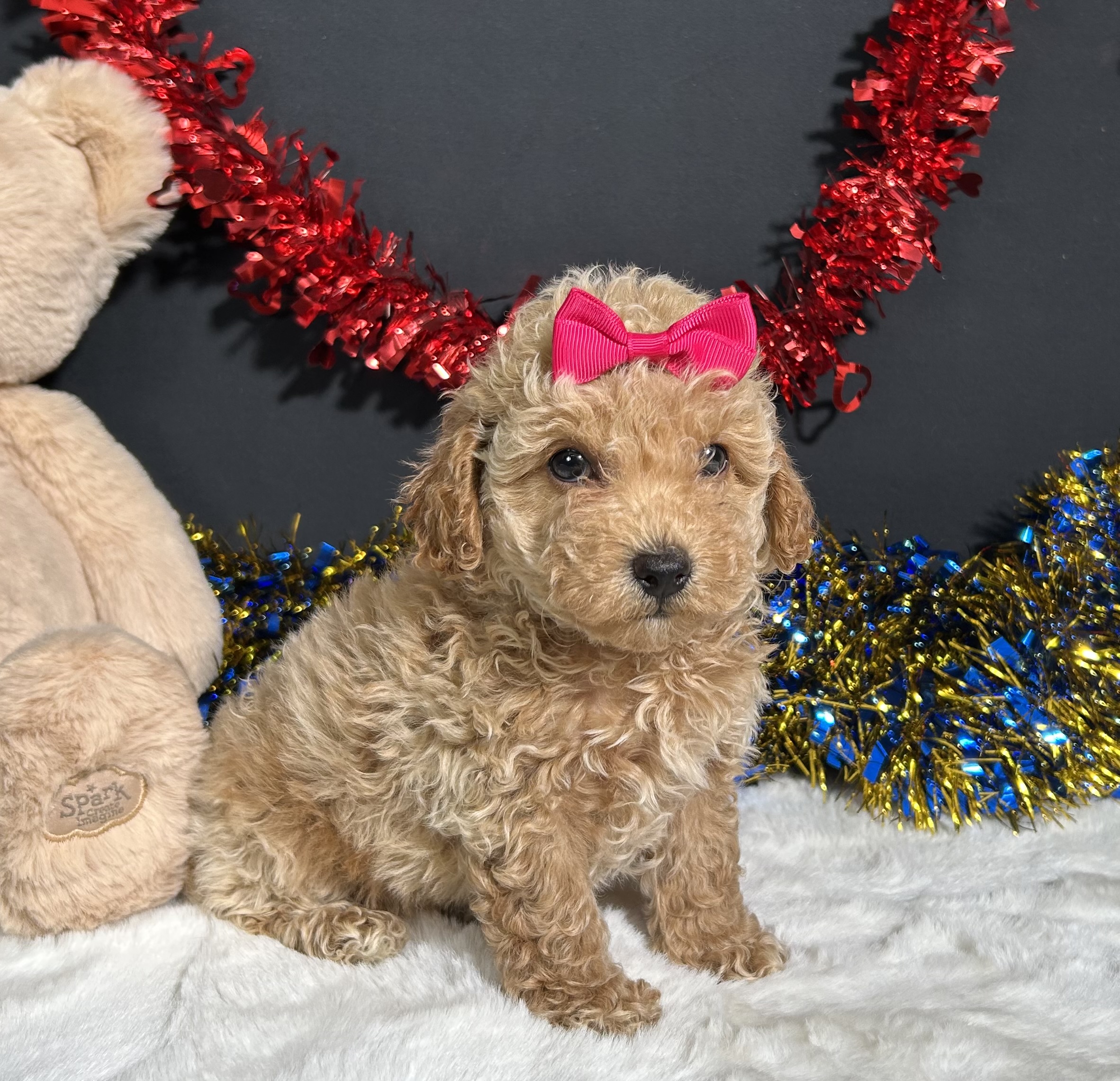 Maddie The Mini Poodle 8 Maddie The Mini Poodle - Image 8