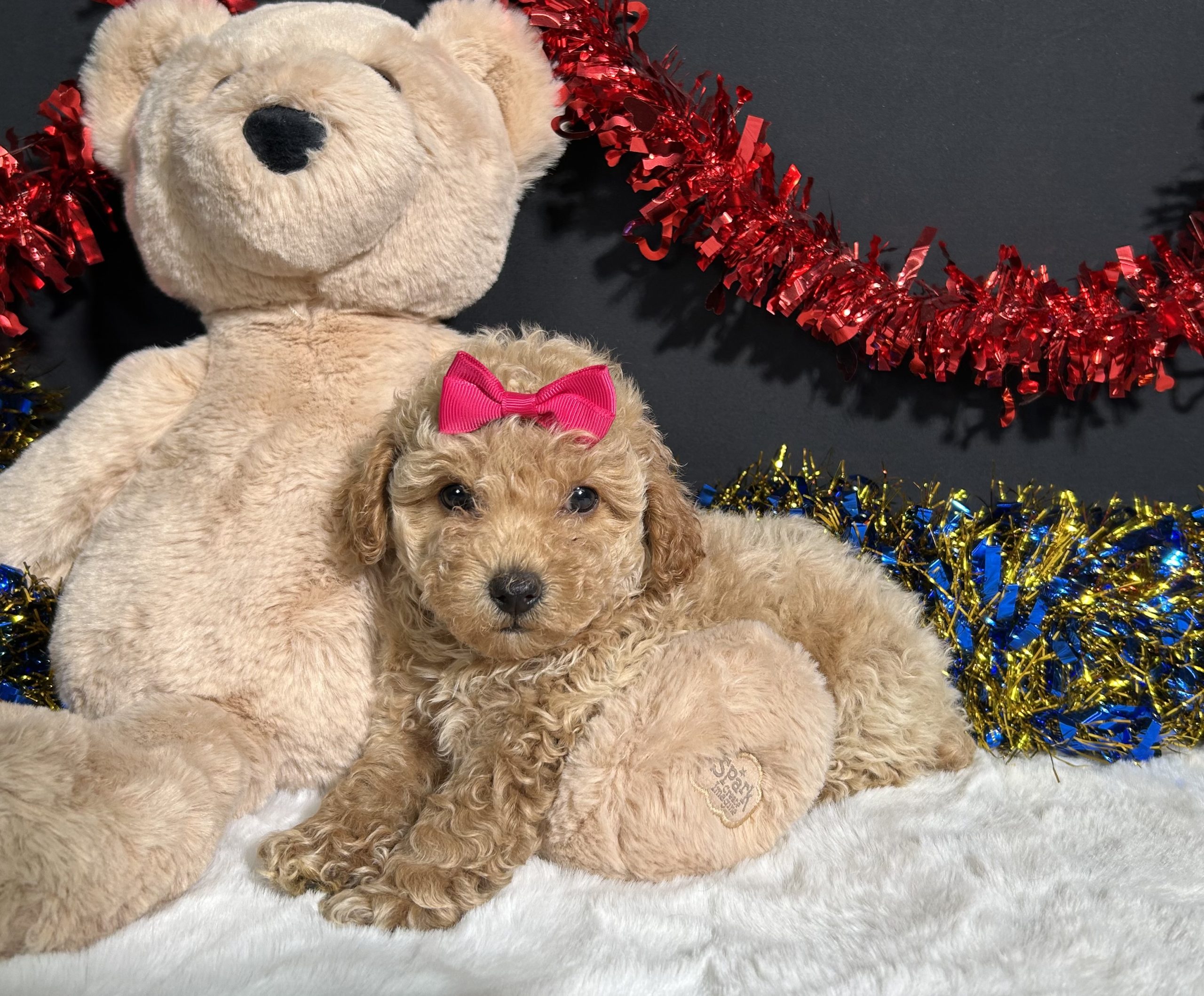 Maddie The Mini Poodle 9 Maddie The Mini Poodle - Image 9